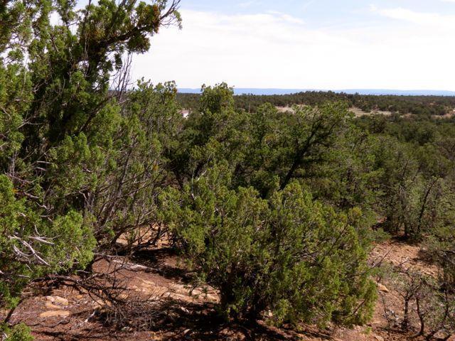 403 Candy Kitchen Road, Ramah, New Mexico image 20