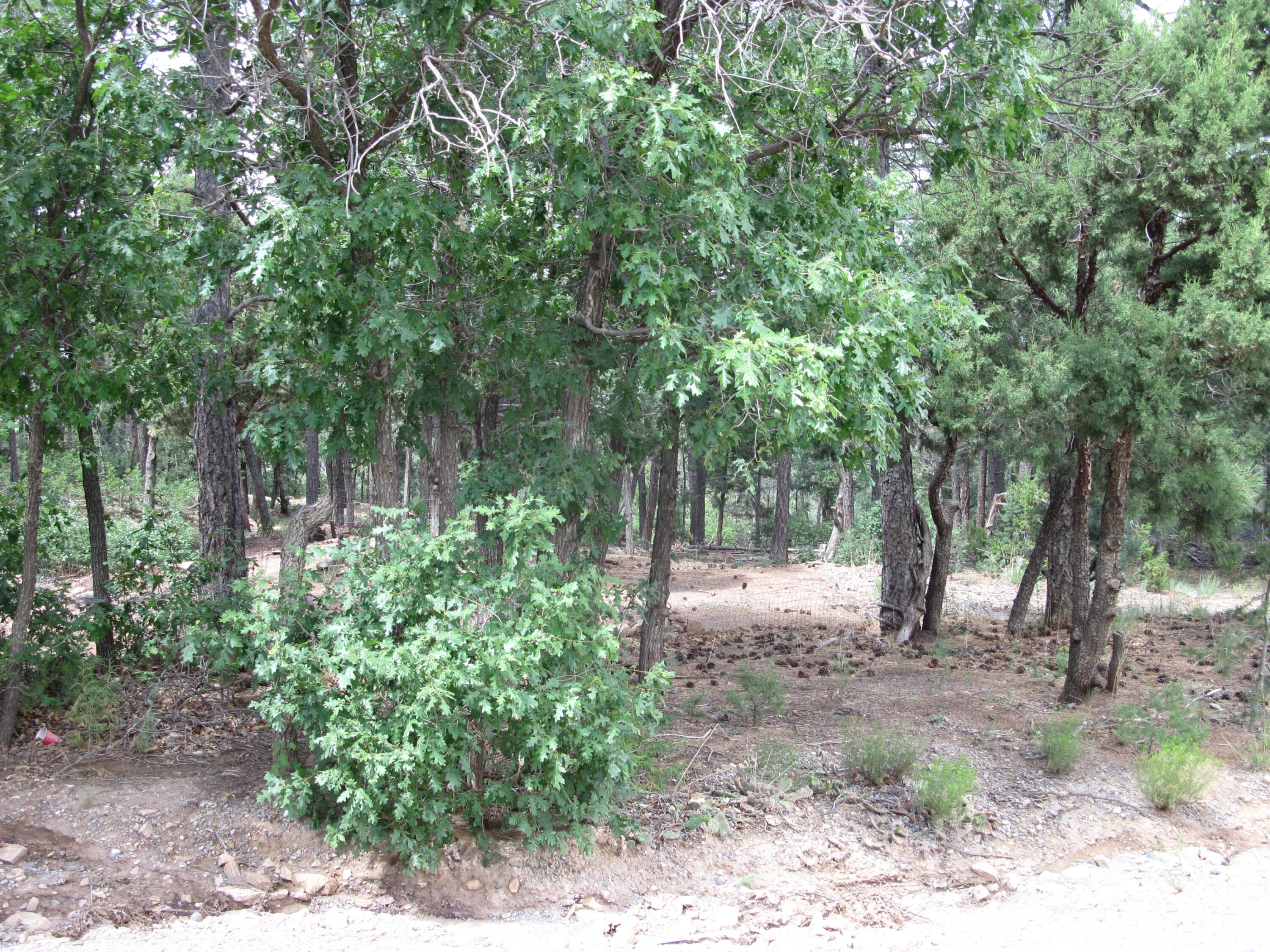 38 & 40 Mockingbird Highway