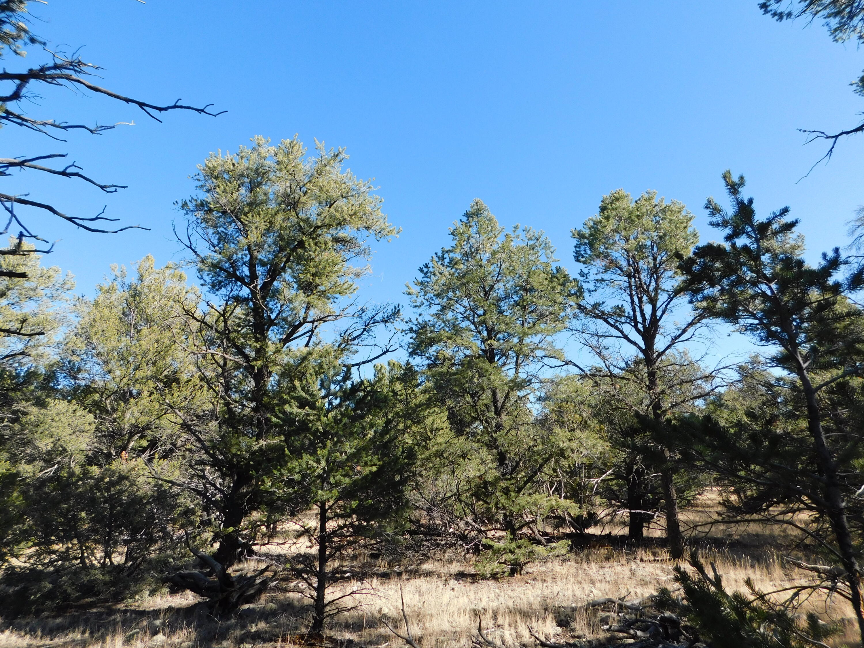 V-10 Paradise Loop, Quemado, New Mexico image 9