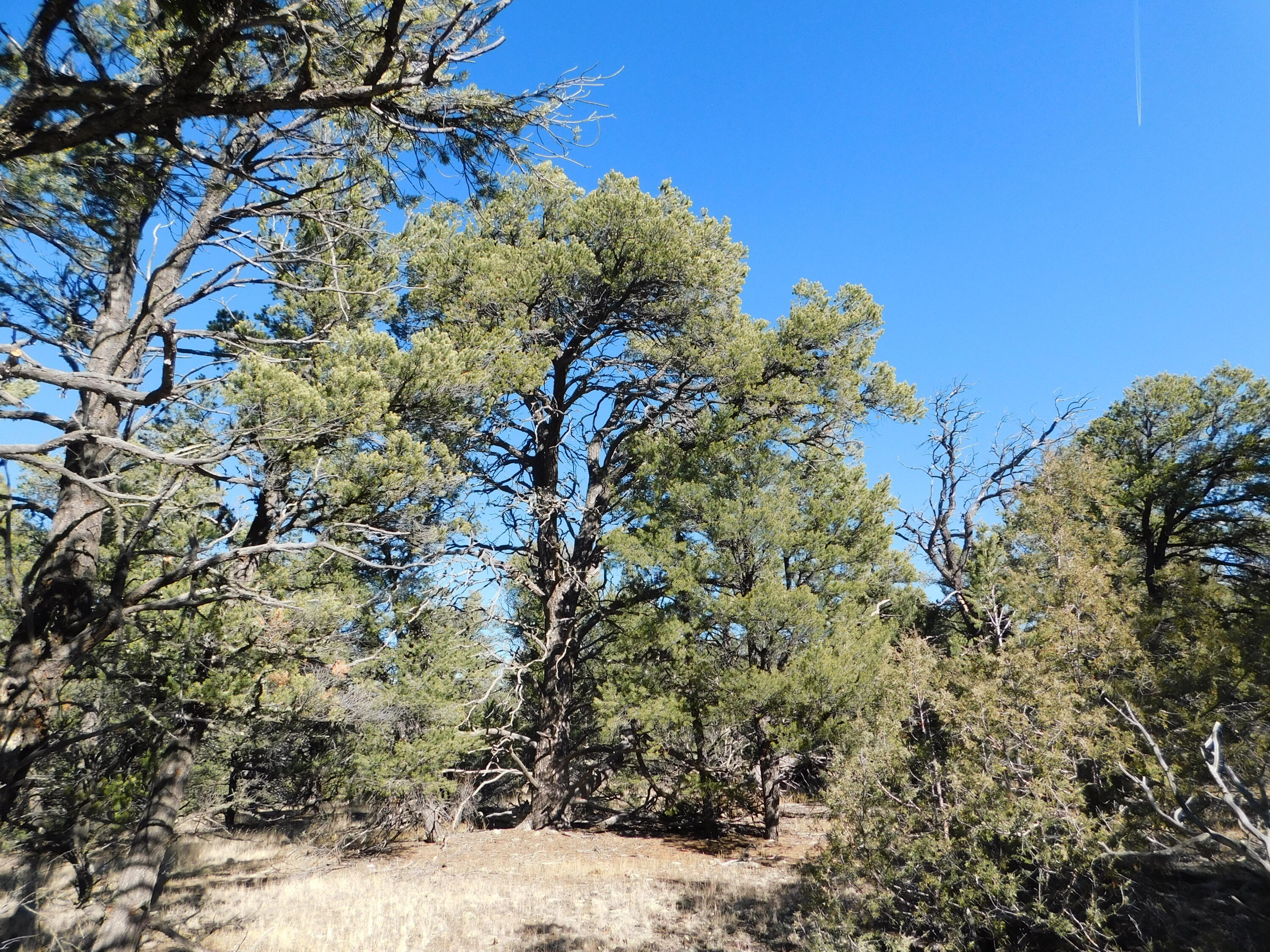 V-10 Paradise Loop, Quemado, New Mexico image 7