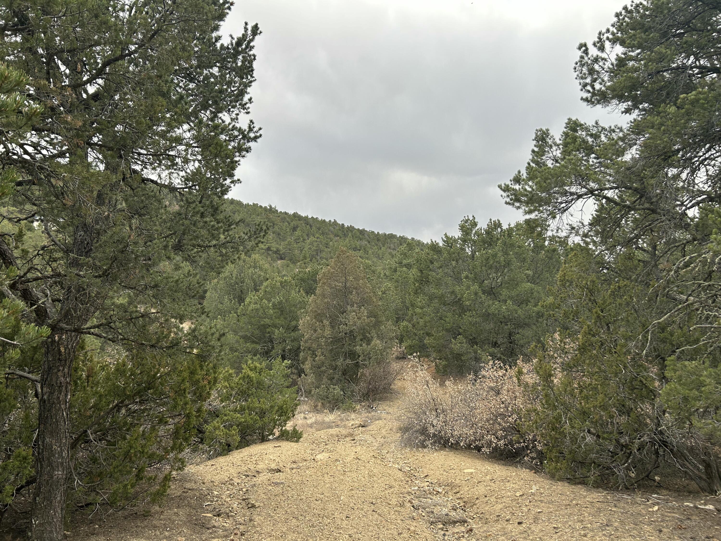 25 Lost Valley Loop, Cedar Crest, New Mexico image 7
