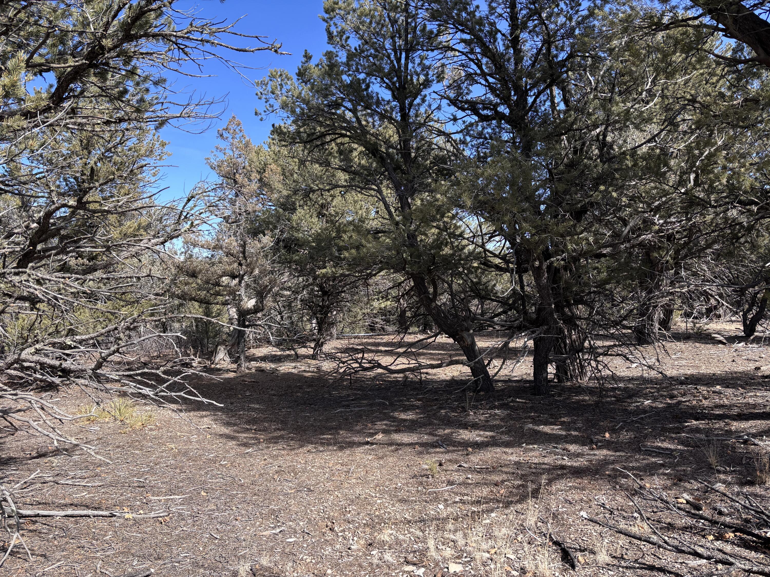 Unit 1 Tract 117 El Vado Lake Subd., Tierra Amarilla, New Mexico image 1