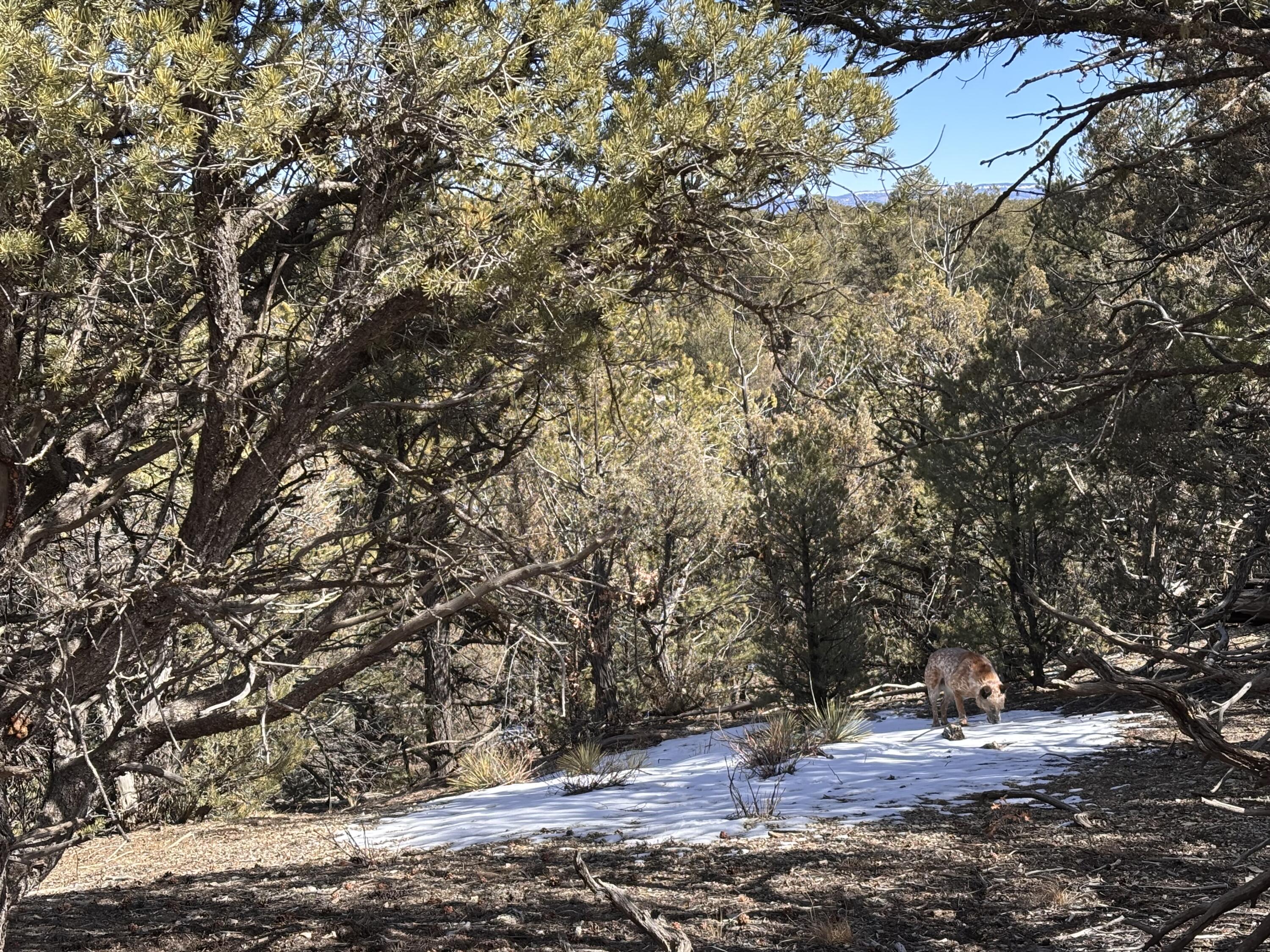 Unit 1 Tract 117 El Vado Lake Subd., Tierra Amarilla, New Mexico image 6