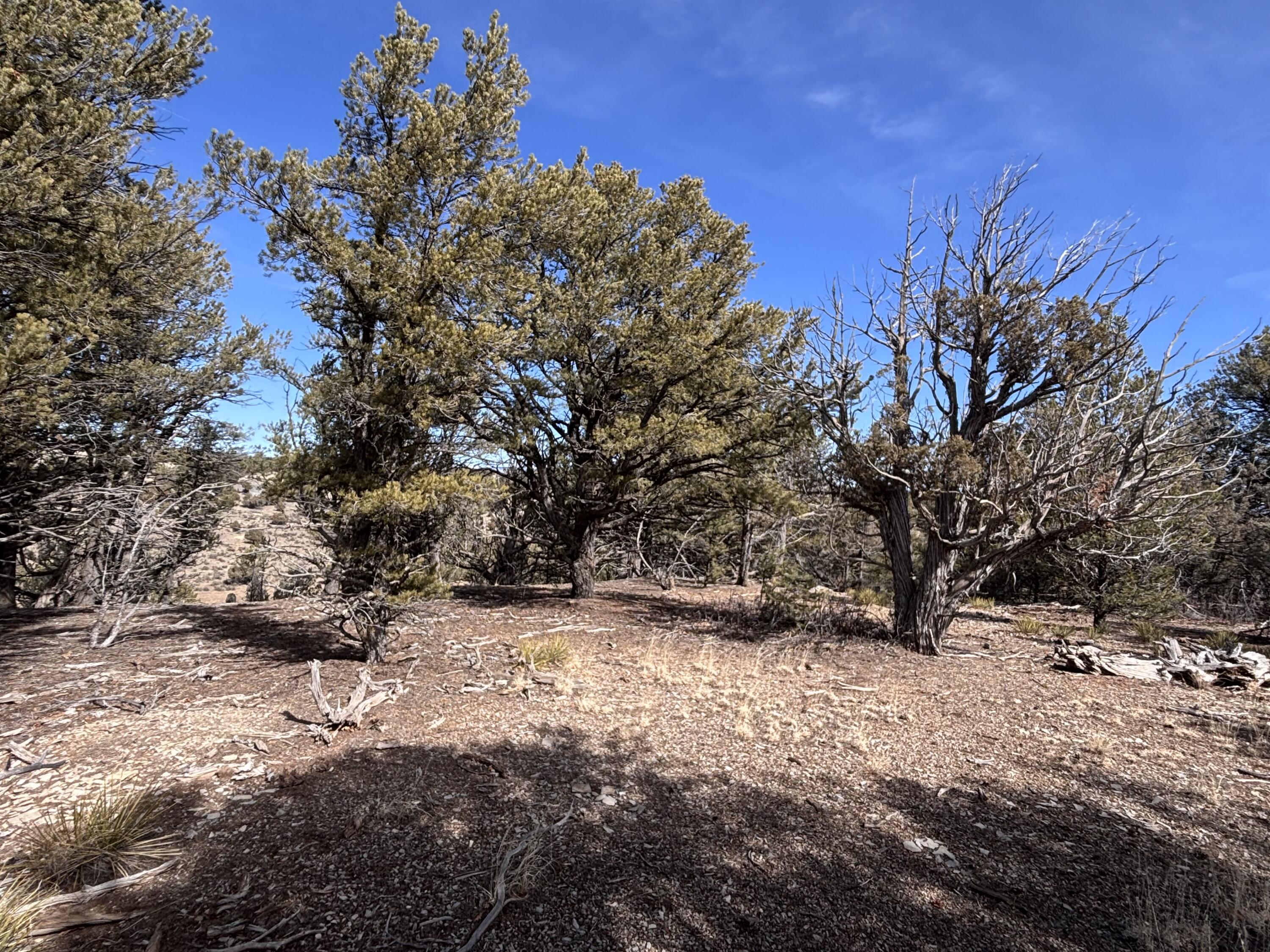 Unit 1 Tract 117 El Vado Lake Subd., Tierra Amarilla, New Mexico image 7