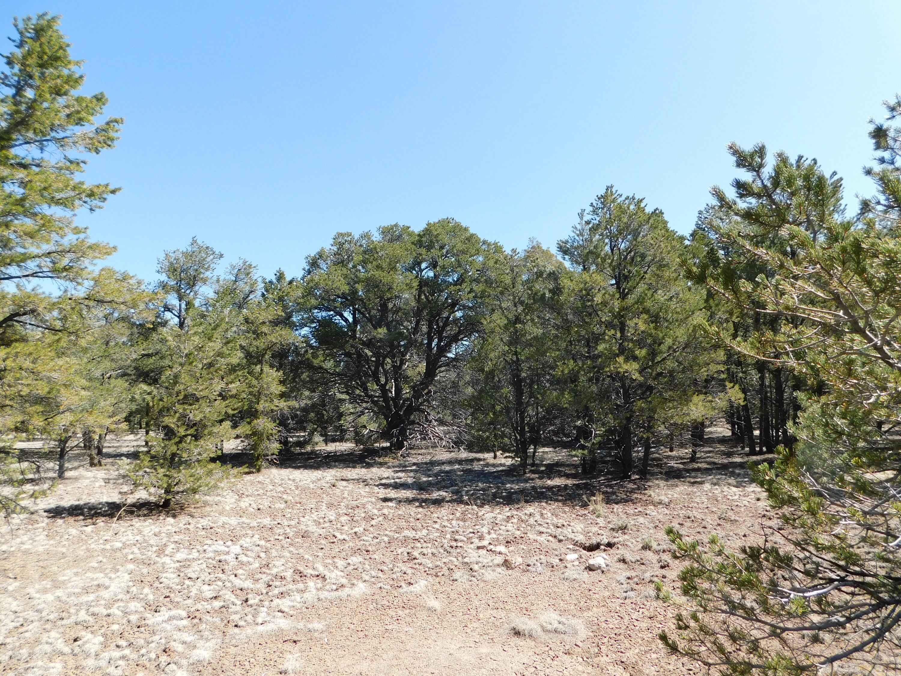 U-9 Turkey Trot Ln, Quemado, New Mexico image 5