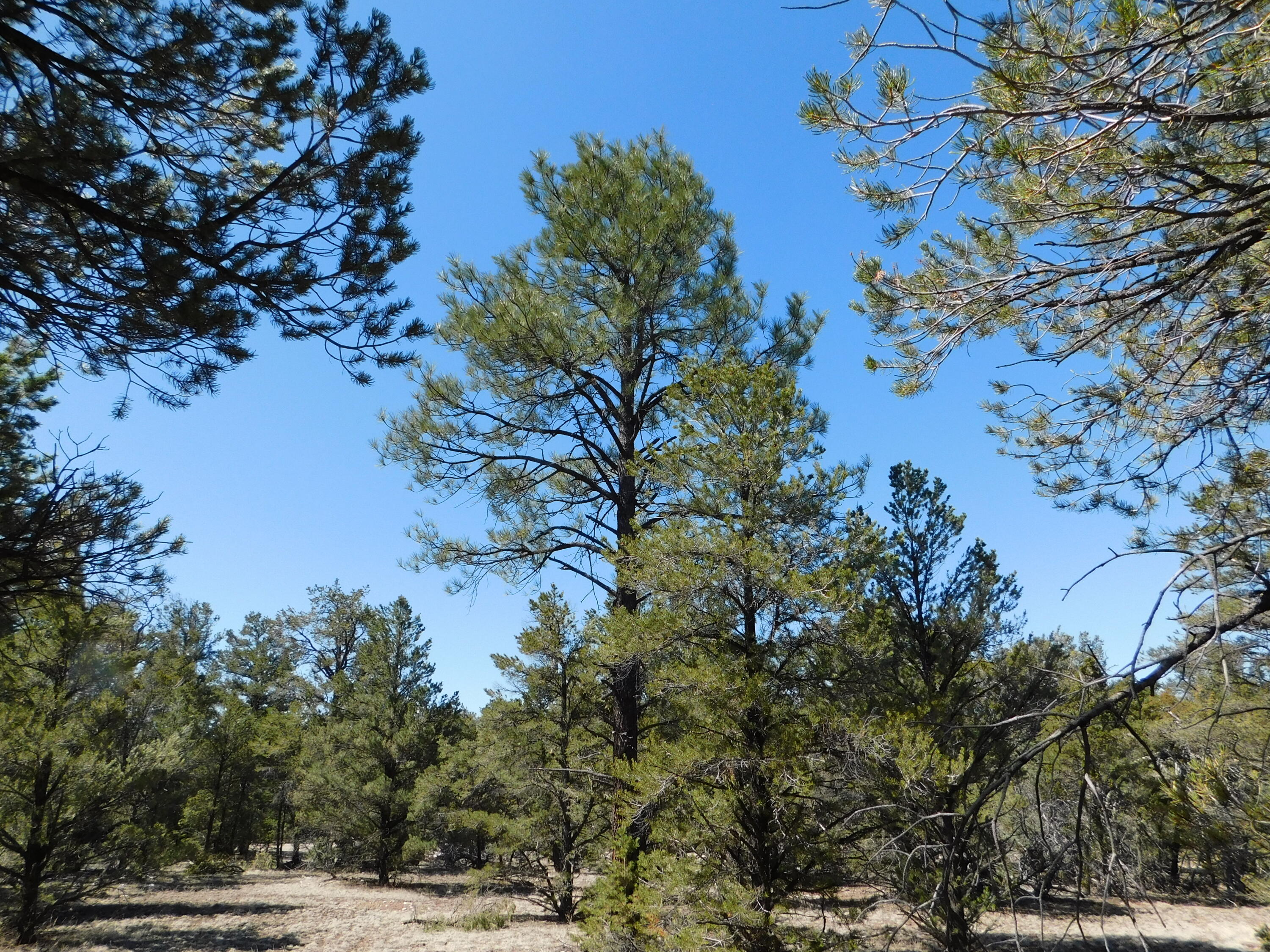 U-9 Turkey Trot Ln, Quemado, New Mexico image 2
