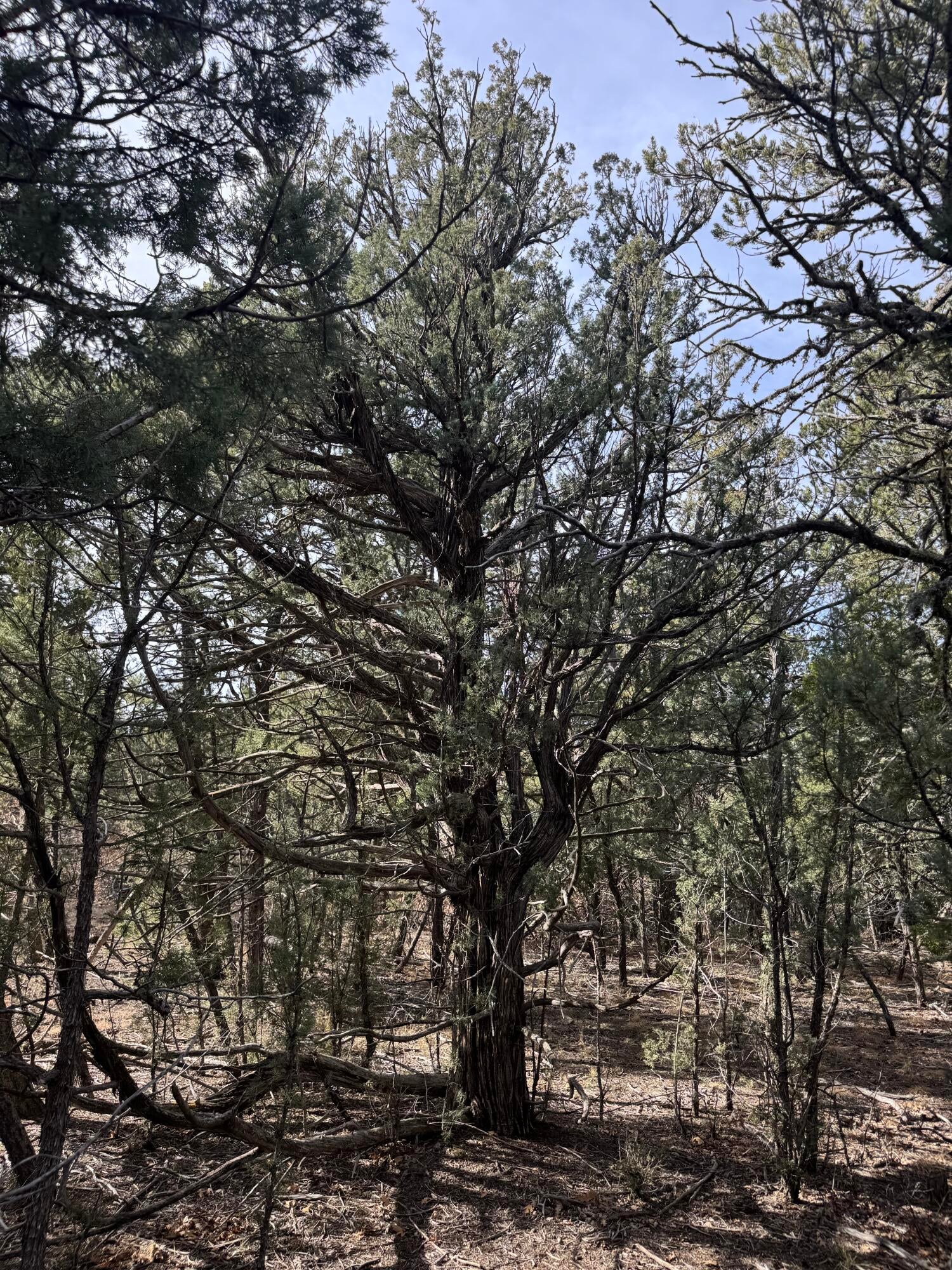 1-85-81 Entrada De Cibola