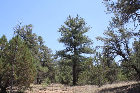 Photo of Lots 4-6 Bodean Road, Ramah, NM 87321 (MLS # 1105256)