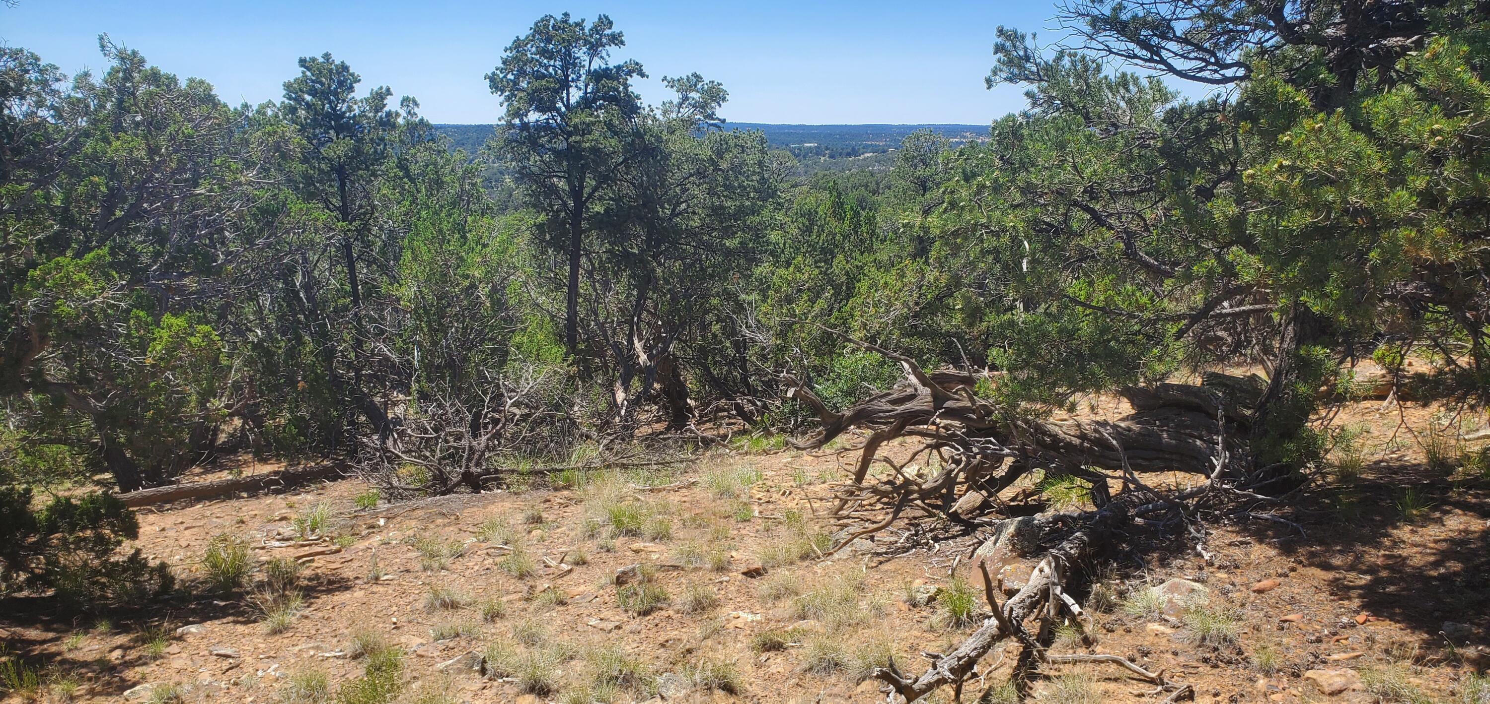 Lot 7 Coyote Canyon Road, Ramah, New Mexico image 21