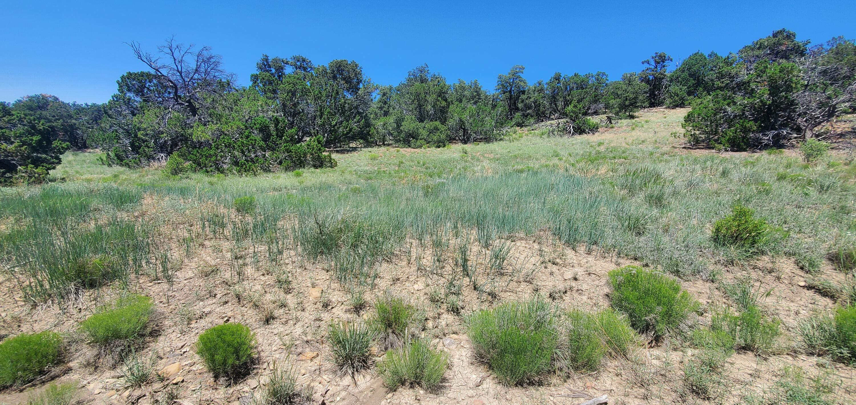 Lot 7 Coyote Canyon Road, Ramah, New Mexico image 18