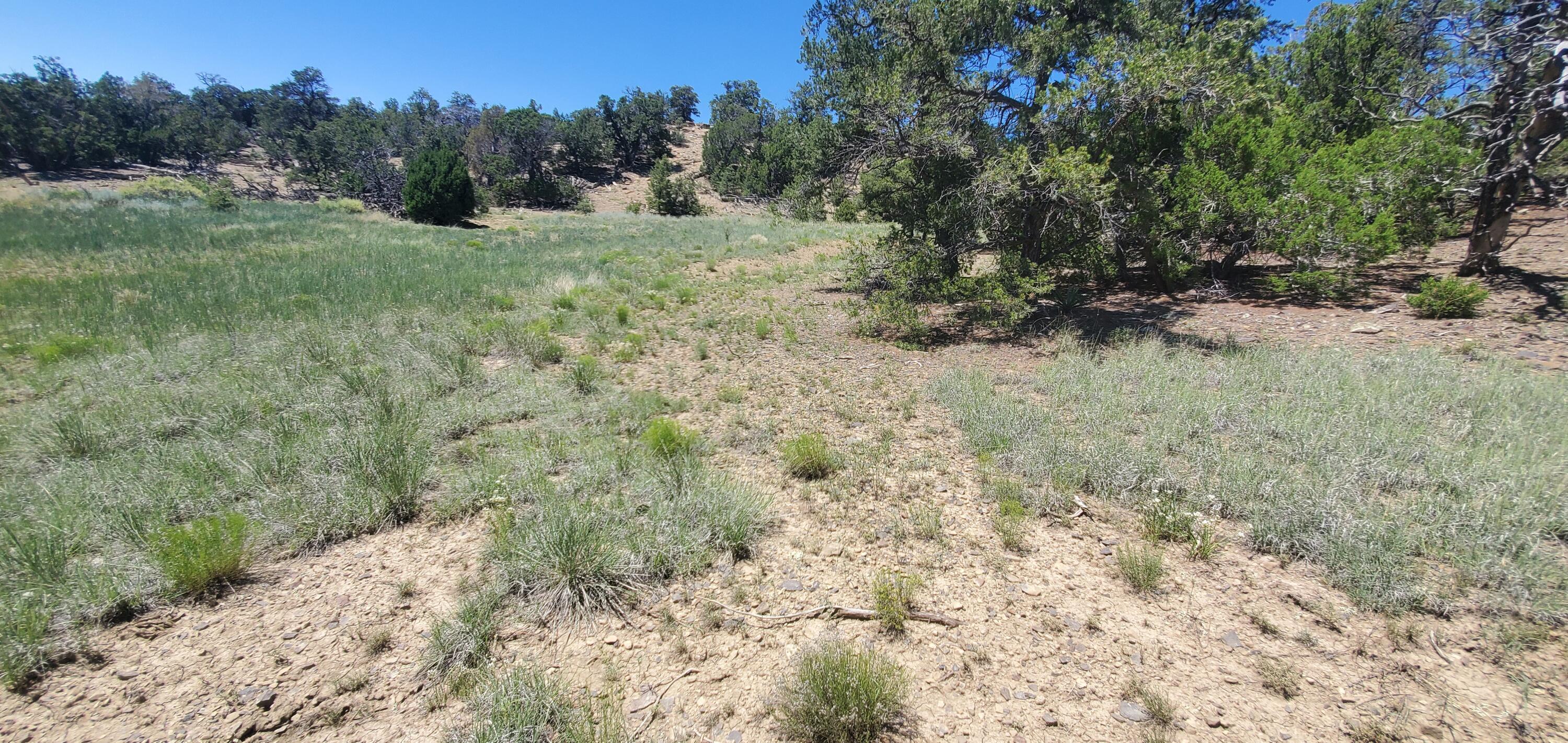 Lot 7 Coyote Canyon Road, Ramah, New Mexico image 4