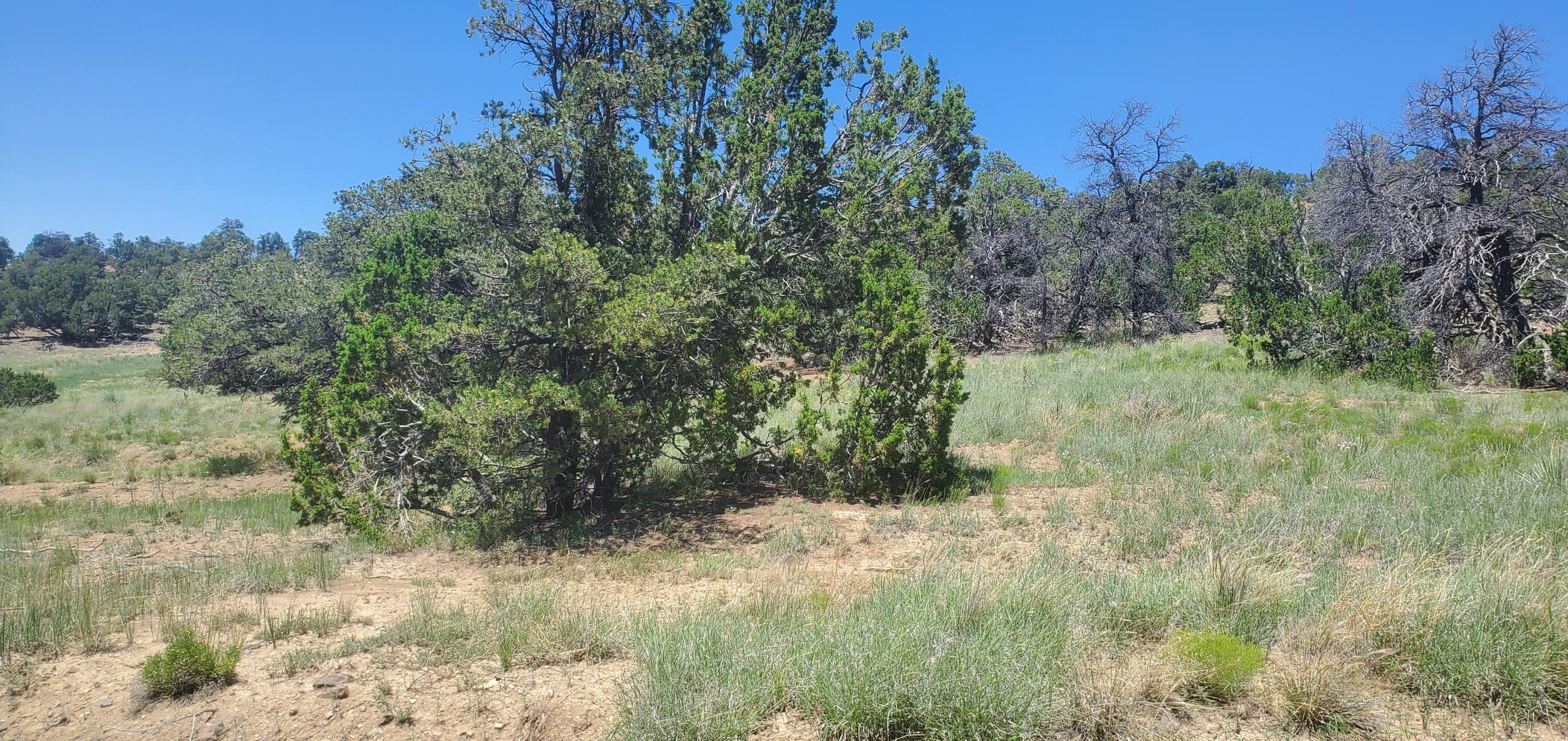 Lot 7 Coyote Canyon Road, Ramah, New Mexico image 11