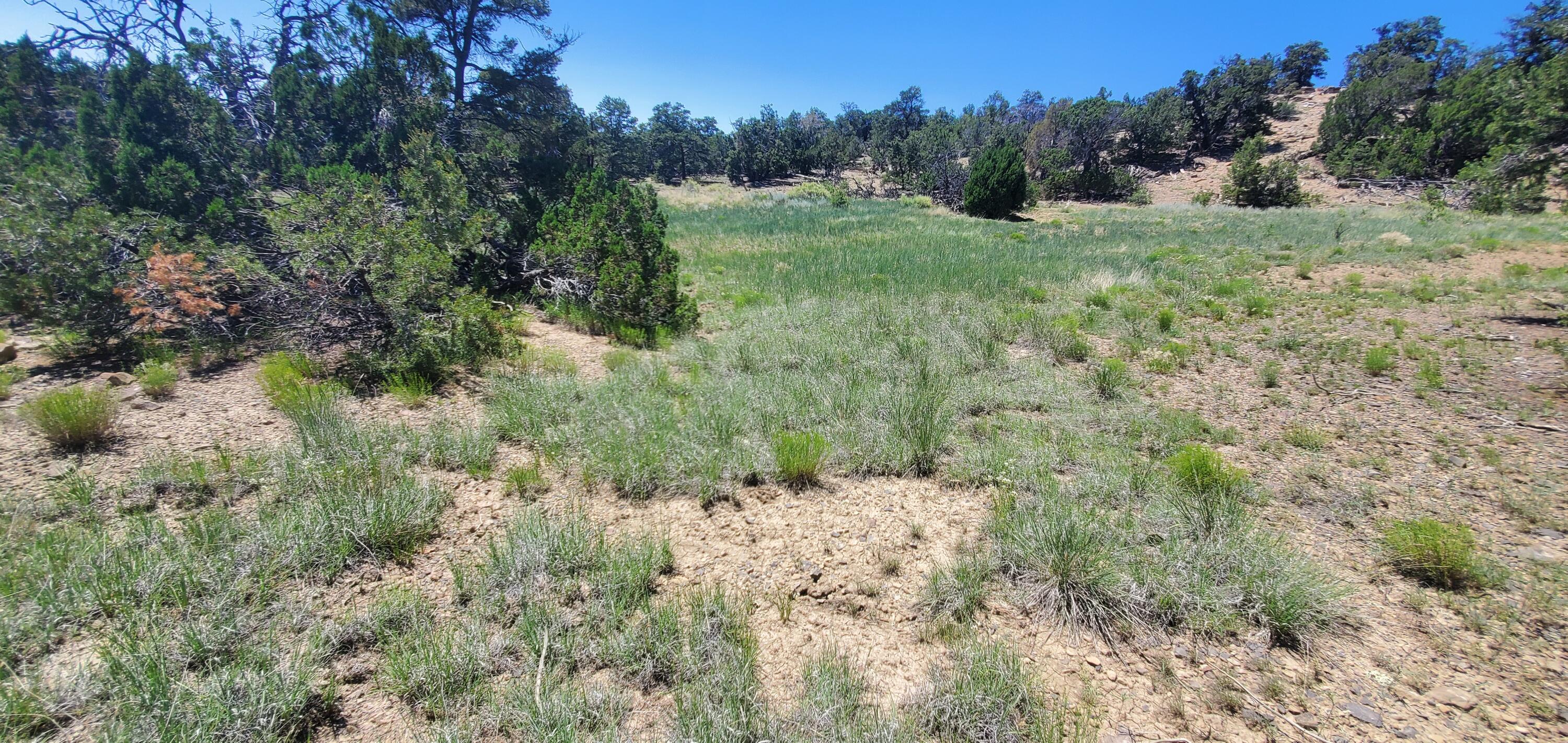 Lot 7 Coyote Canyon Road, Ramah, New Mexico image 5