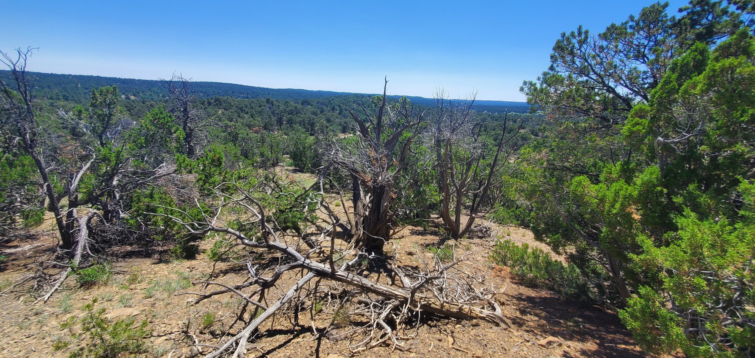 Lot 7 Coyote Canyon Road, Ramah, New Mexico image 31