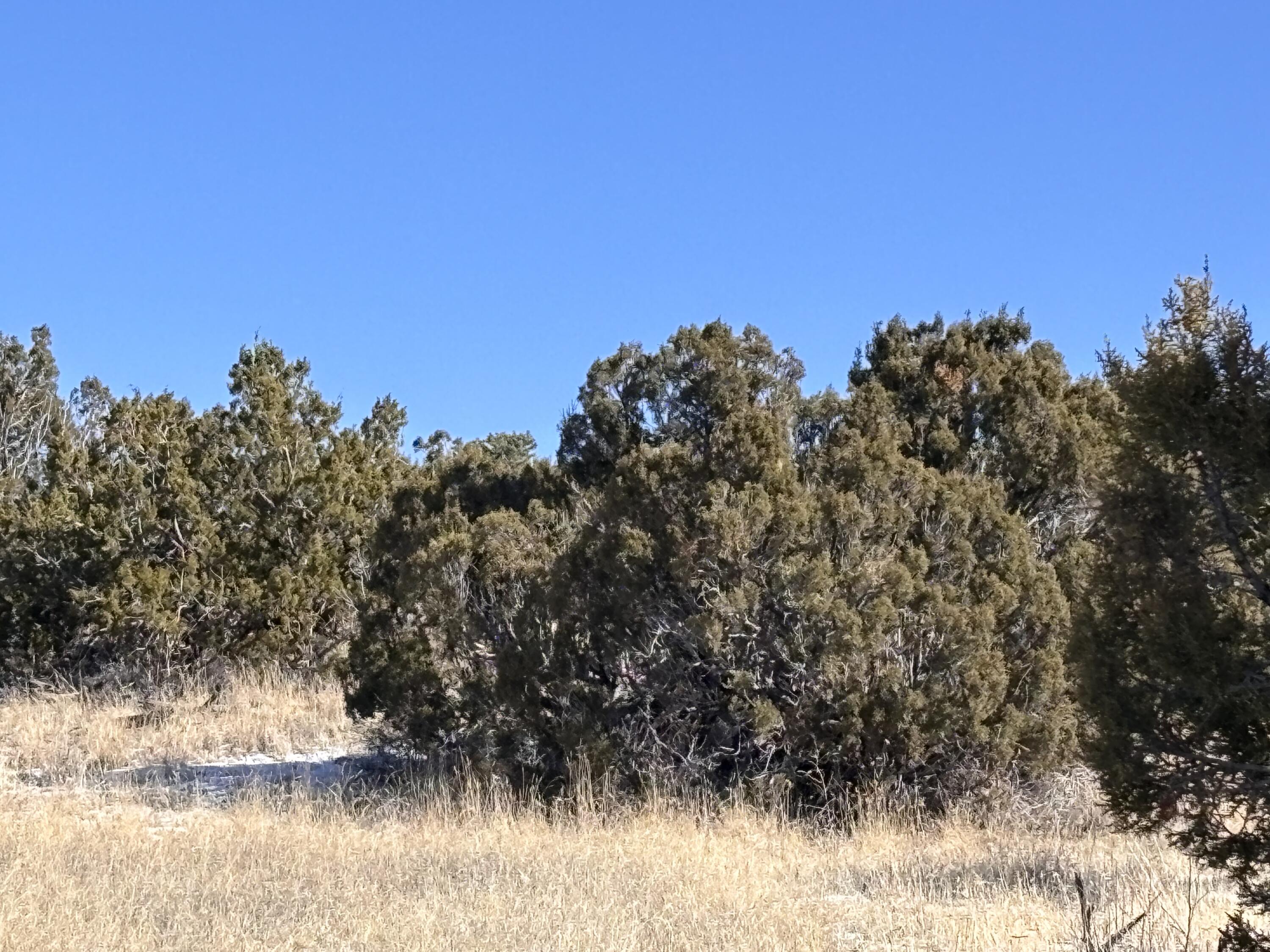 48 Pinon Springs, Magdalena, New Mexico image 11