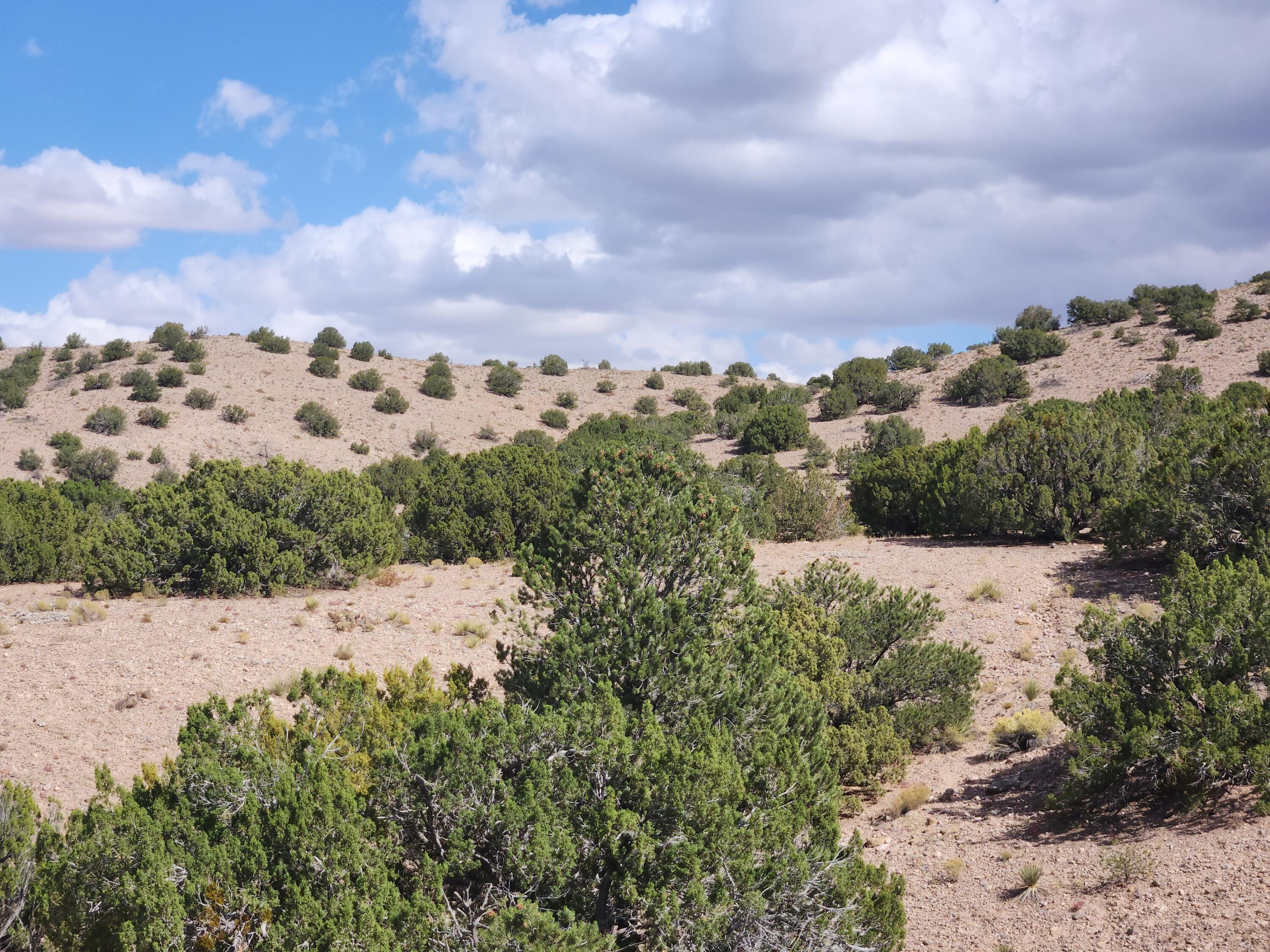 Palomar Road - Lot 22, Placitas, New Mexico image 13