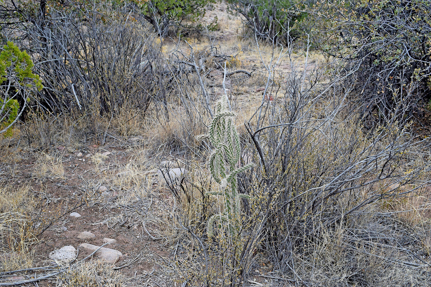 Lot 1A Willow Springs Ranch, San Antonio, New Mexico image 38