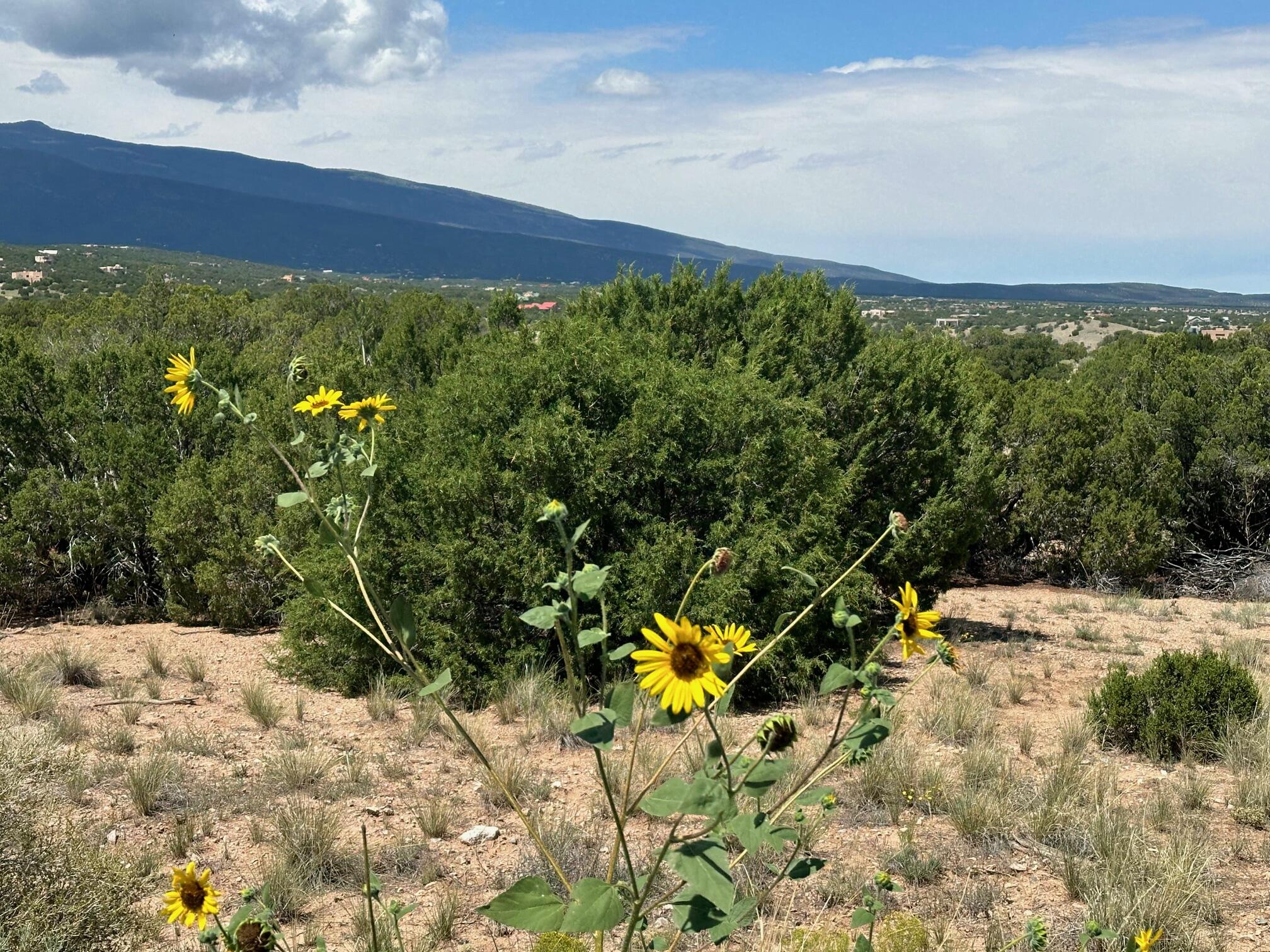 1 Gold Mine Trail, Sandia Park, New Mexico image 7