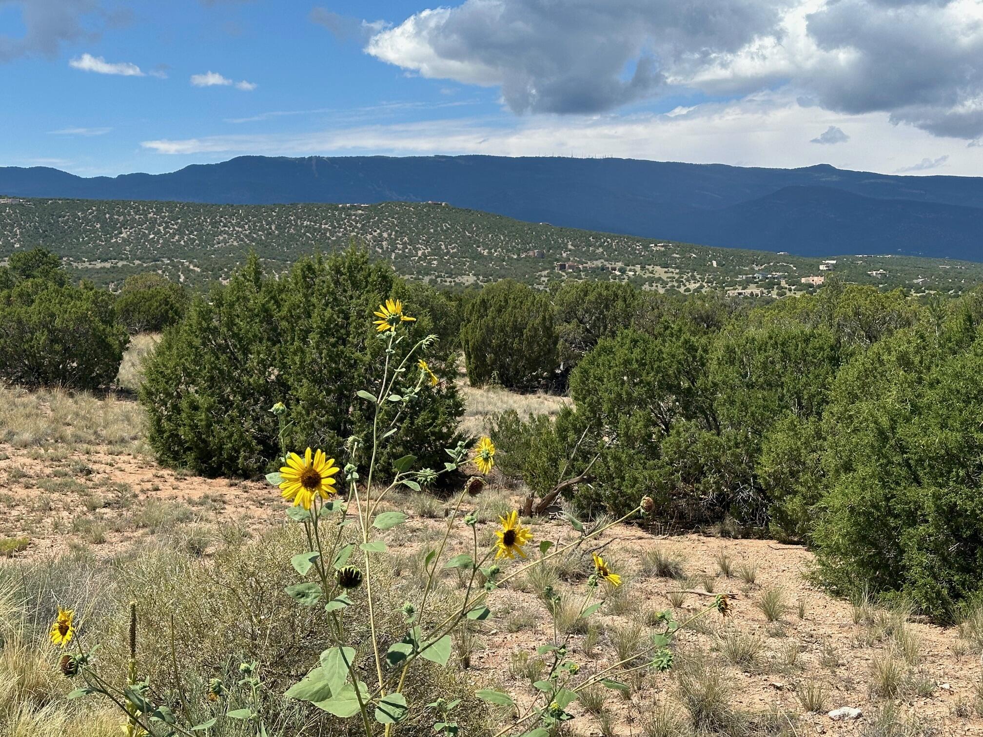 1 Gold Mine Trail, Sandia Park, New Mexico image 2