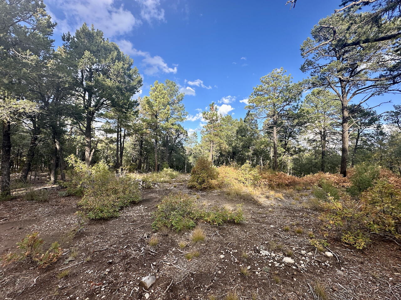 21 Bobolink Lane, Tijeras, New Mexico image 1