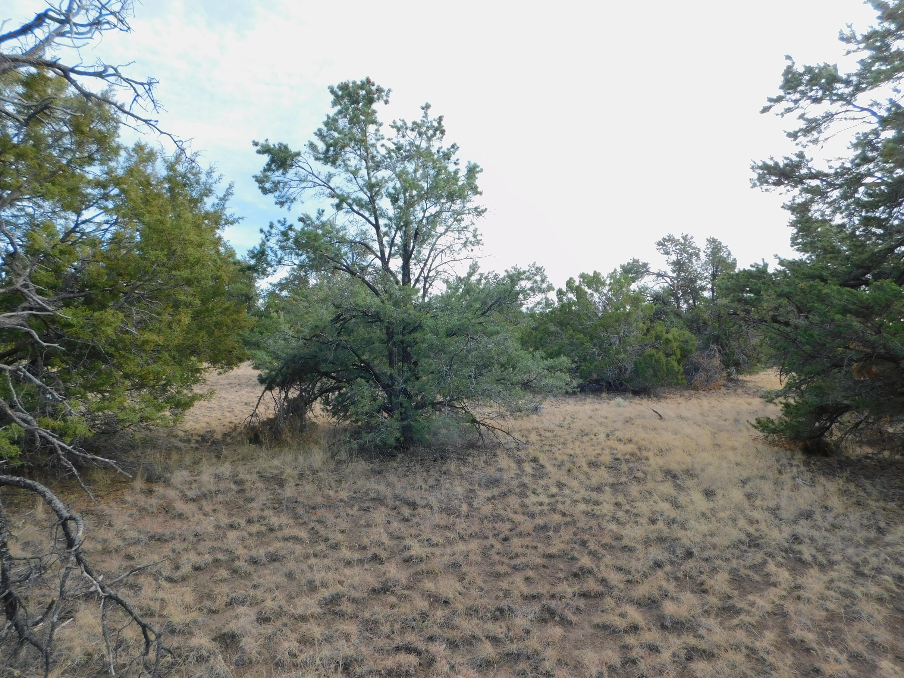 Lot 123 Brook Boulevard, Quemado, New Mexico image 4