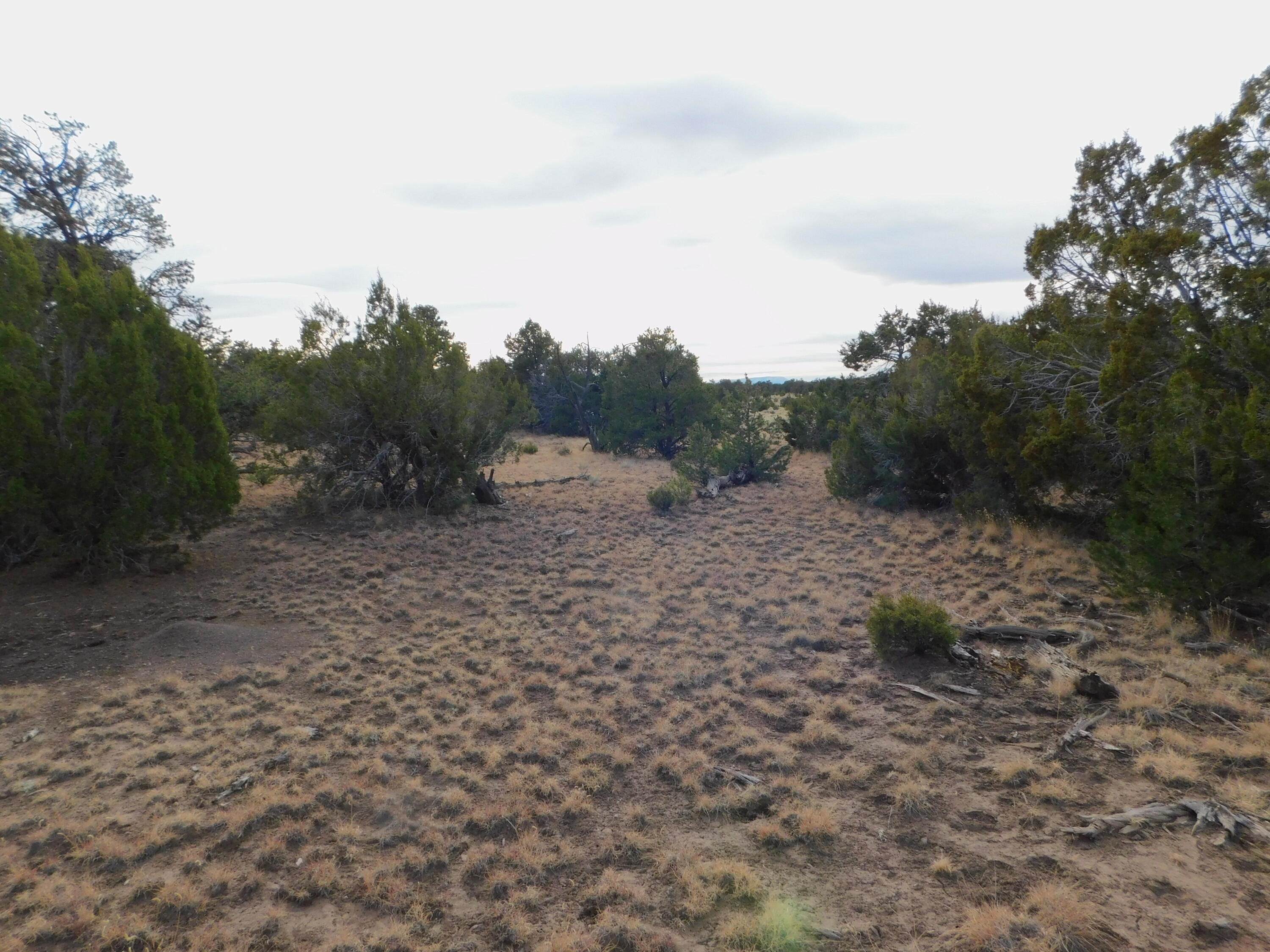 Lot 123 Brook Boulevard, Quemado, New Mexico image 9