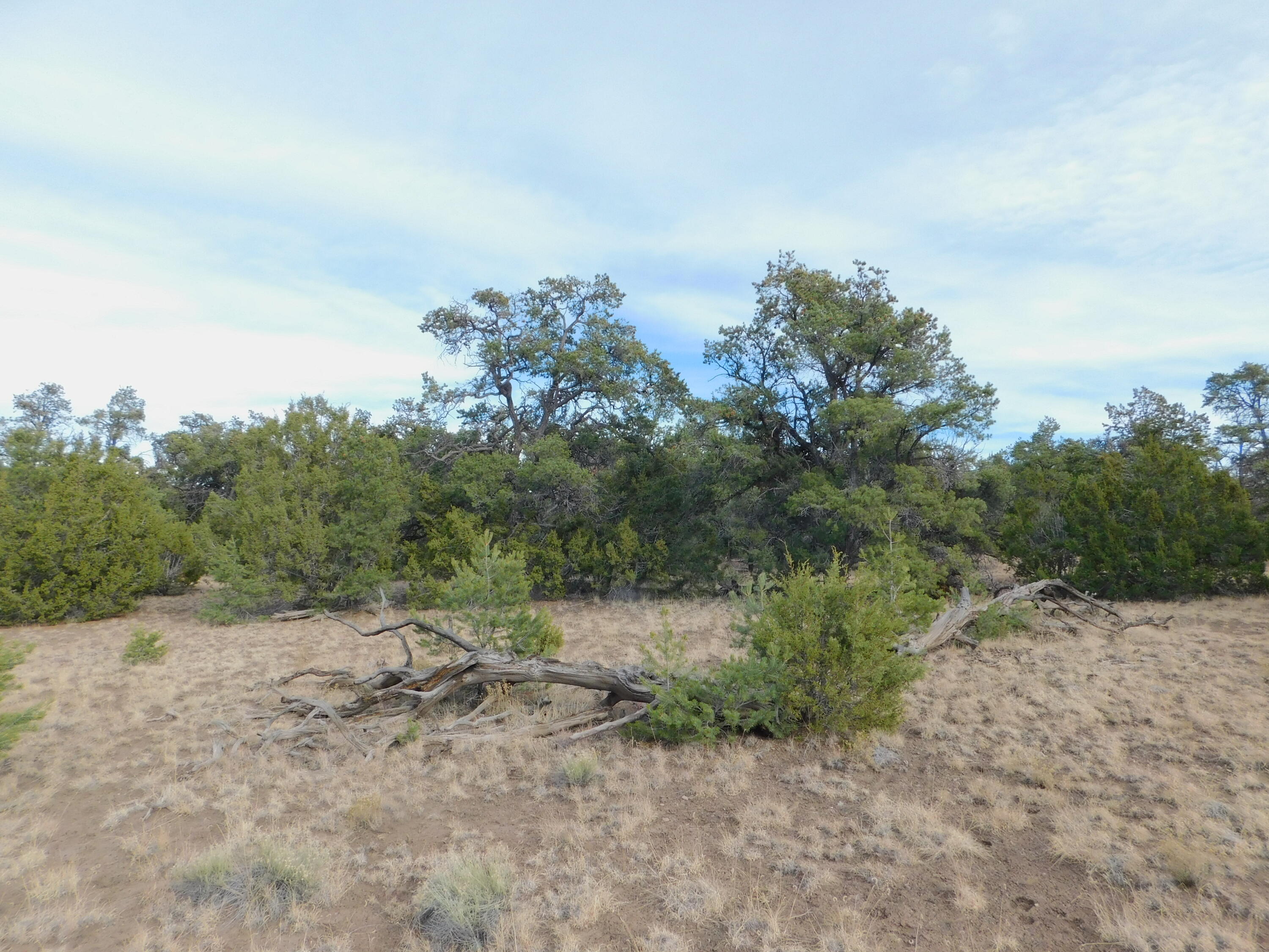 Lot 123 Brook Boulevard, Quemado, New Mexico image 5