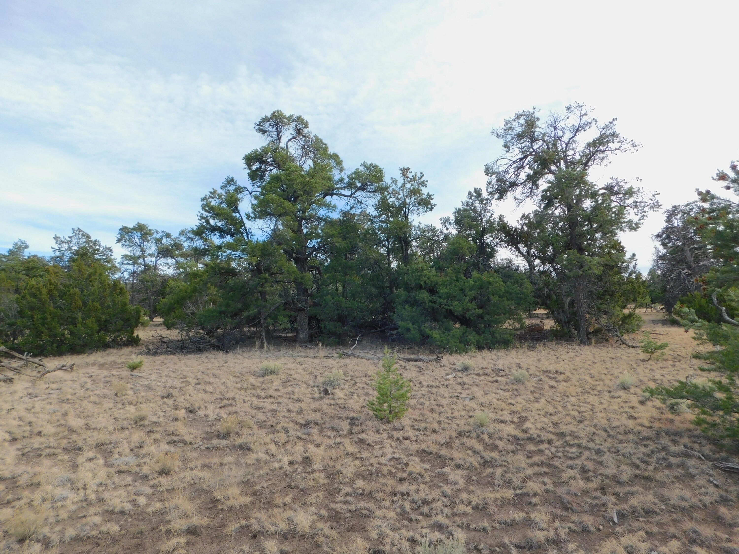 Lot 123 Brook Boulevard, Quemado, New Mexico image 6