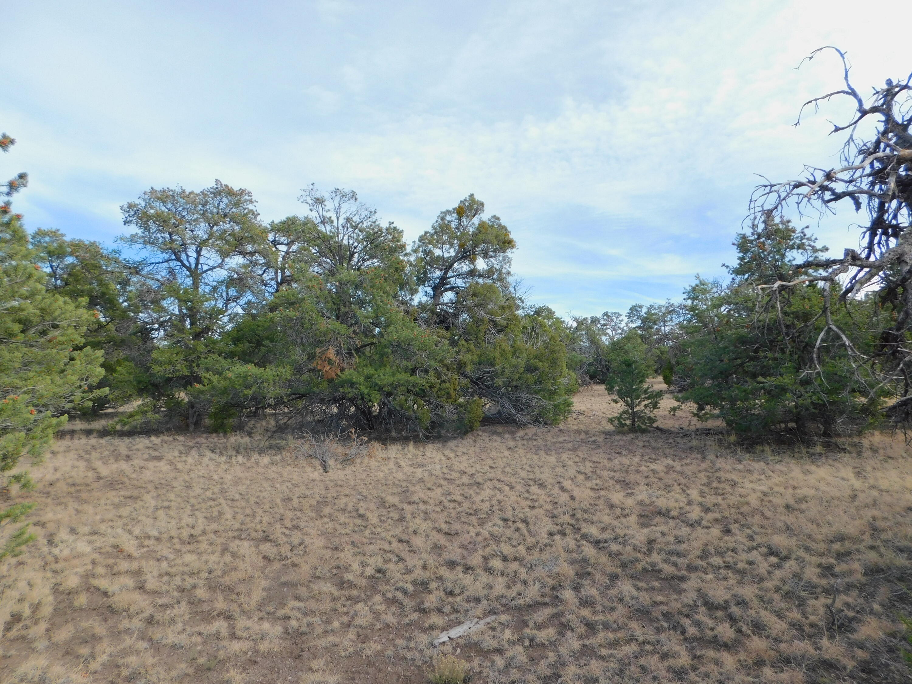 Lot 123 Brook Boulevard, Quemado, New Mexico image 8