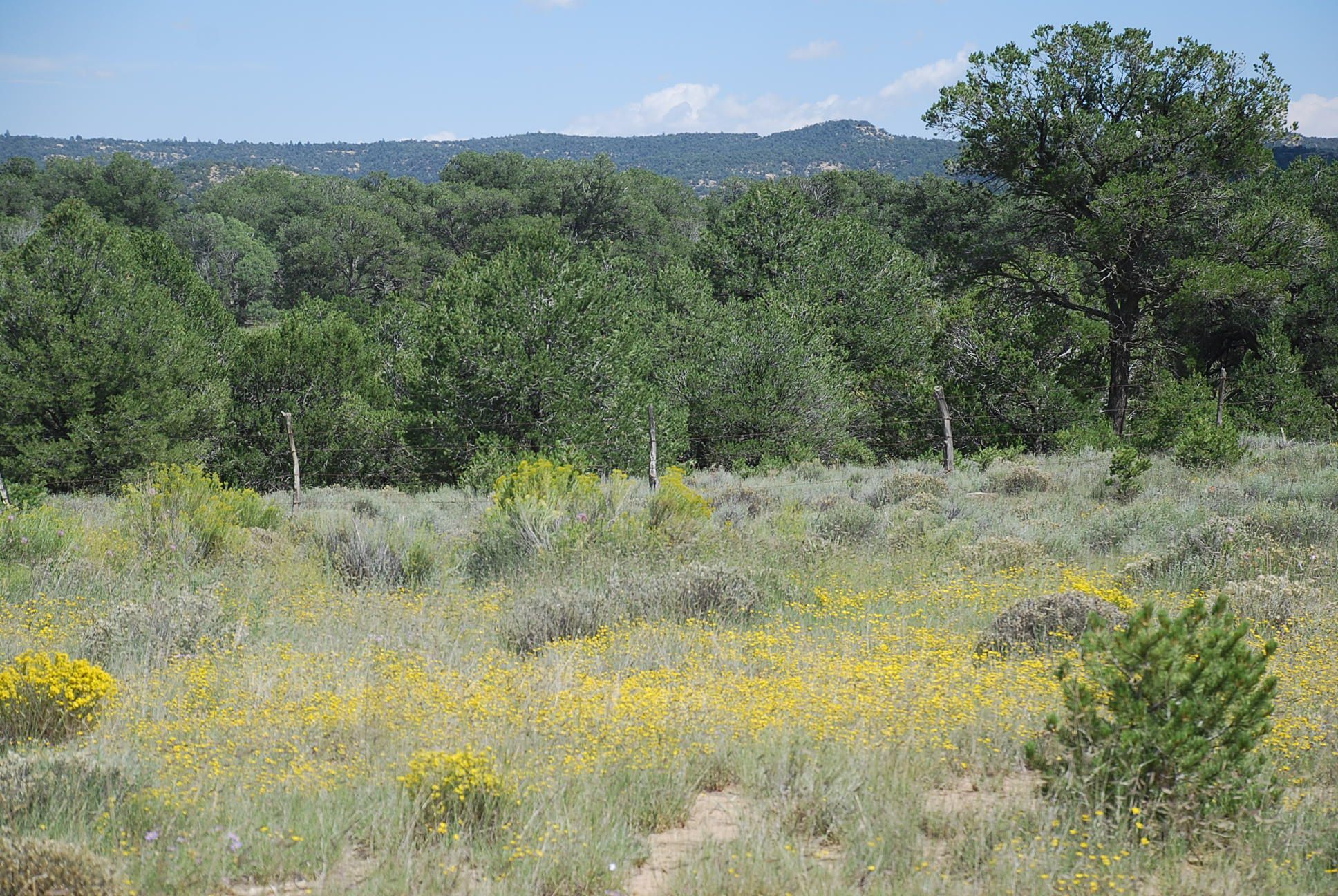 Wildhorse Subdivision 10 Lots, Pie Town, New Mexico image 6