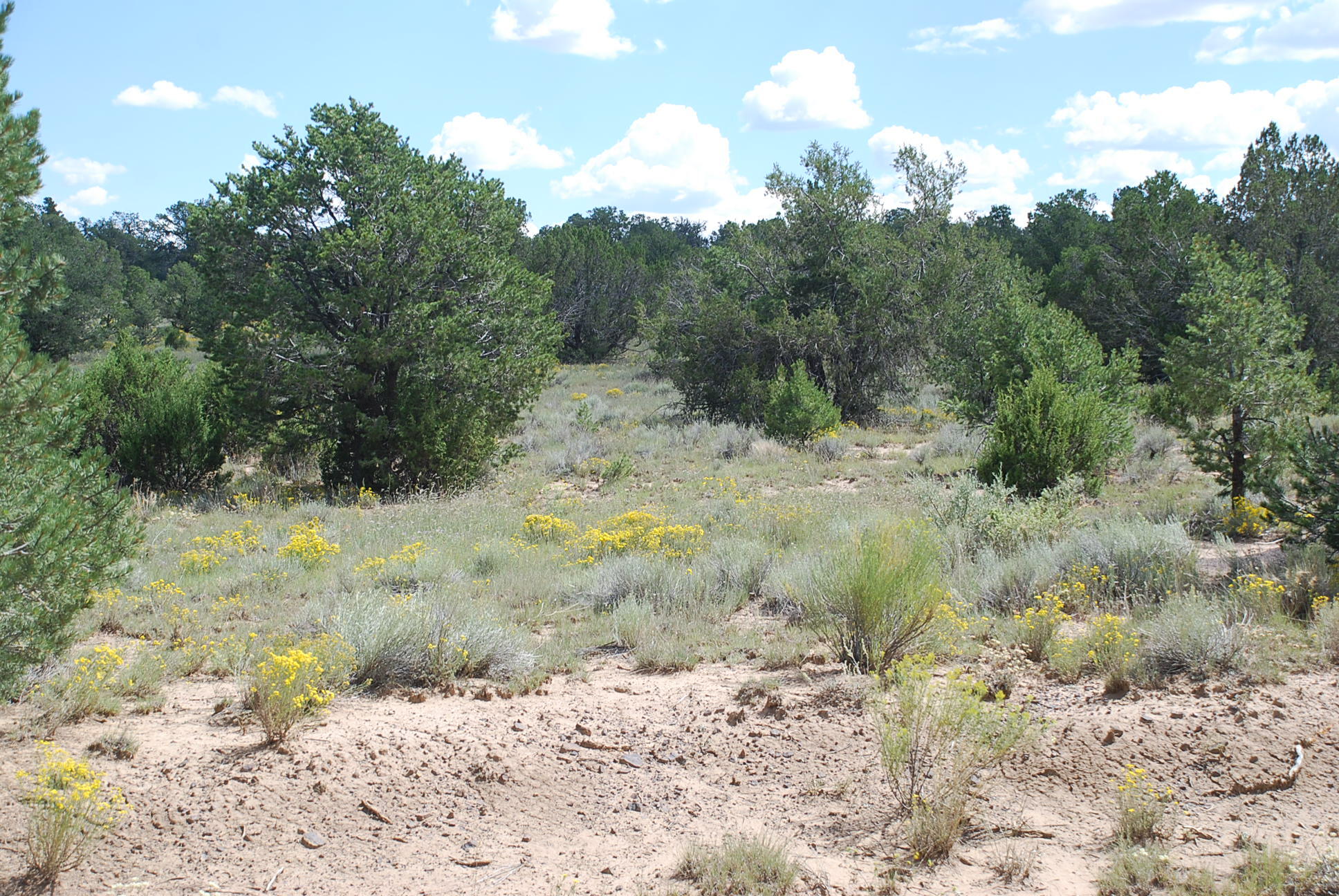 Wildhorse Subdivision 10 Lots, Pie Town, New Mexico image 4