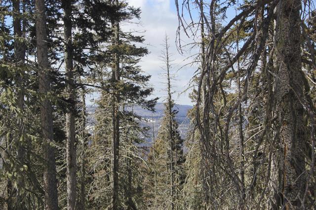 Lot 19 Happy Way, Angel Fire, New Mexico image 2