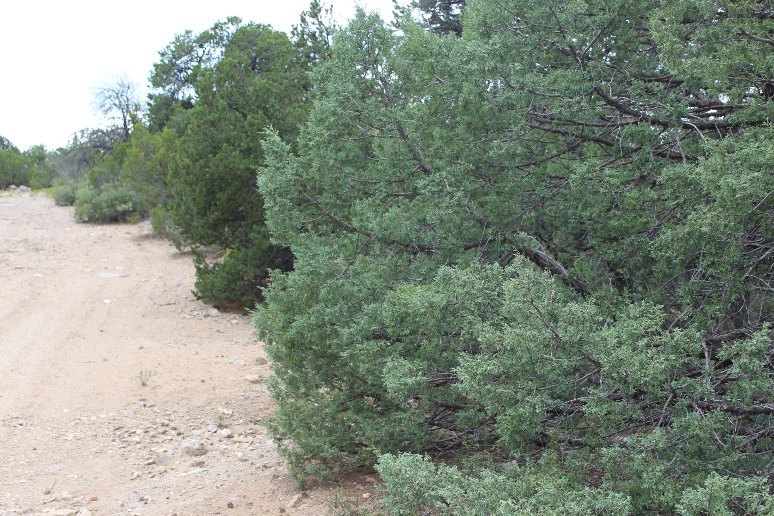 250 Five Hills Drive, Tijeras, New Mexico image 9