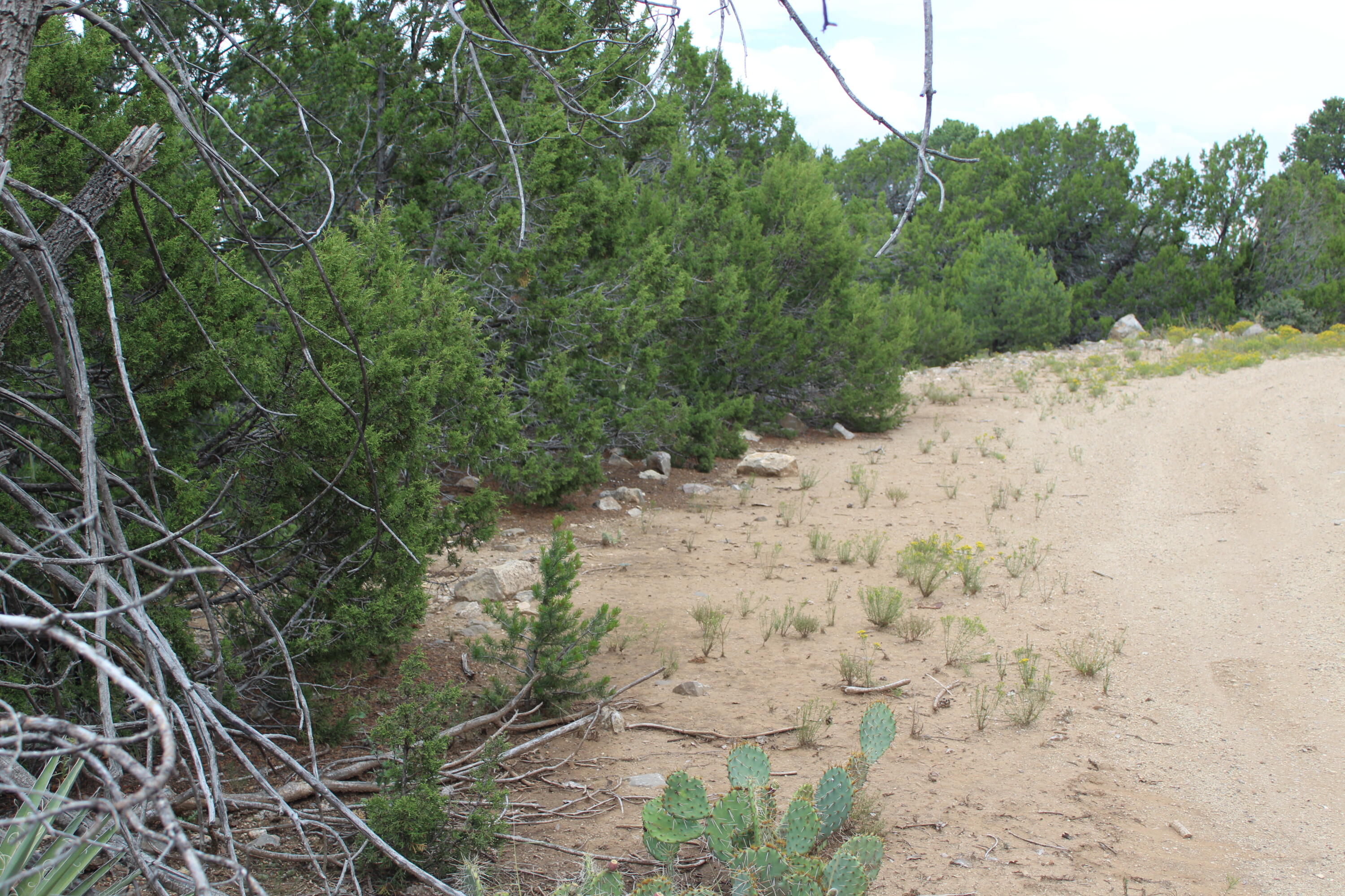 250 Five Hills Drive, Tijeras, New Mexico image 10