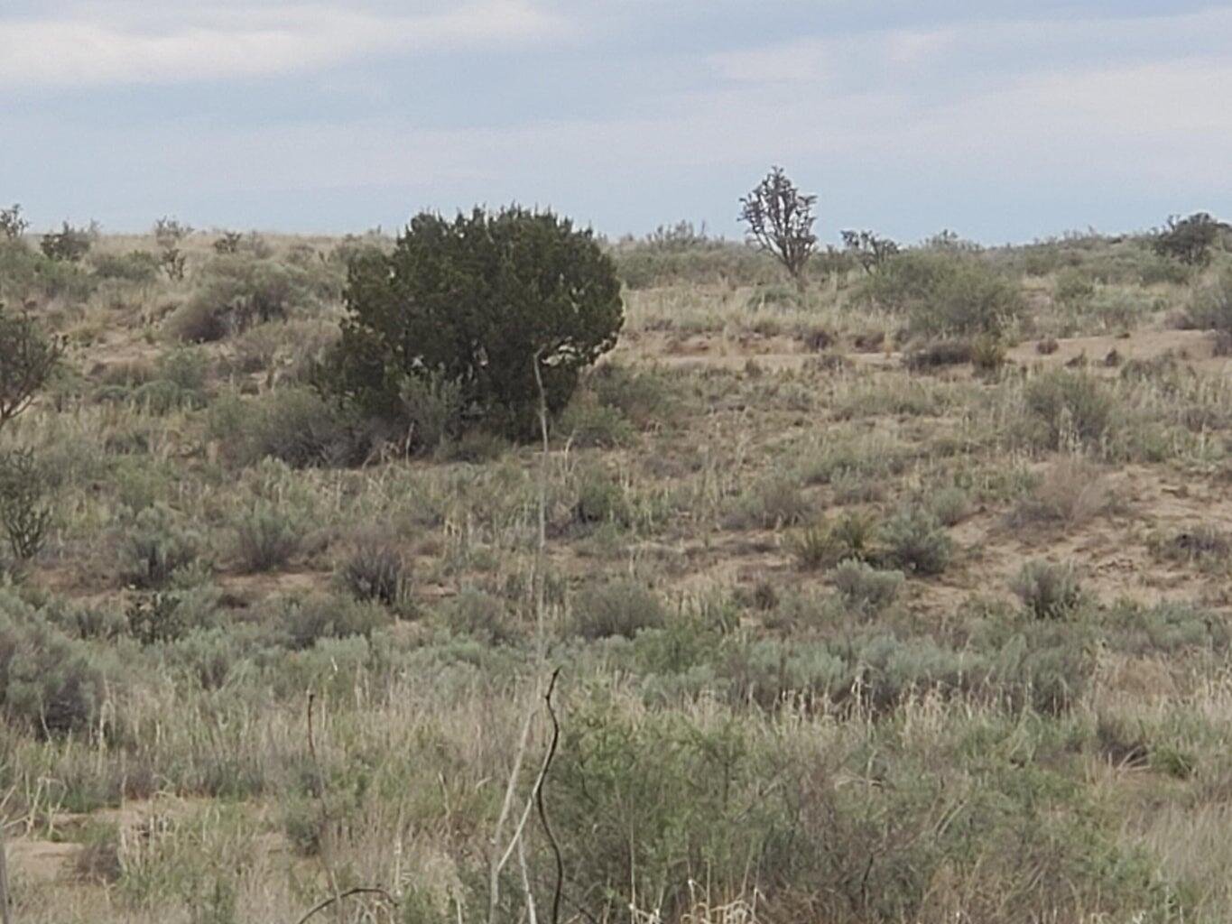 Capistrano, Rio Rancho, New Mexico image 5