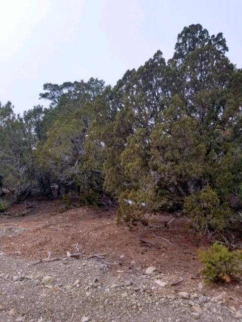 11 Bridal Lane, Tijeras, New Mexico image 1