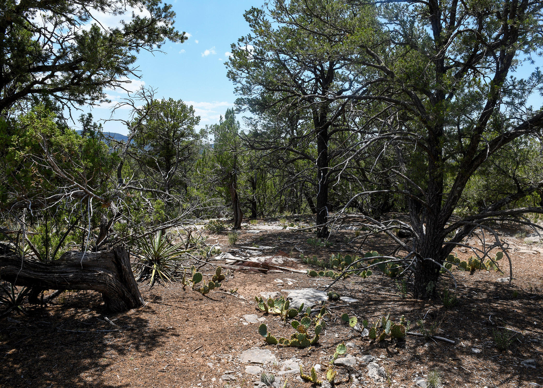 17 Enchantment View Vw, Tijeras, New Mexico image 9