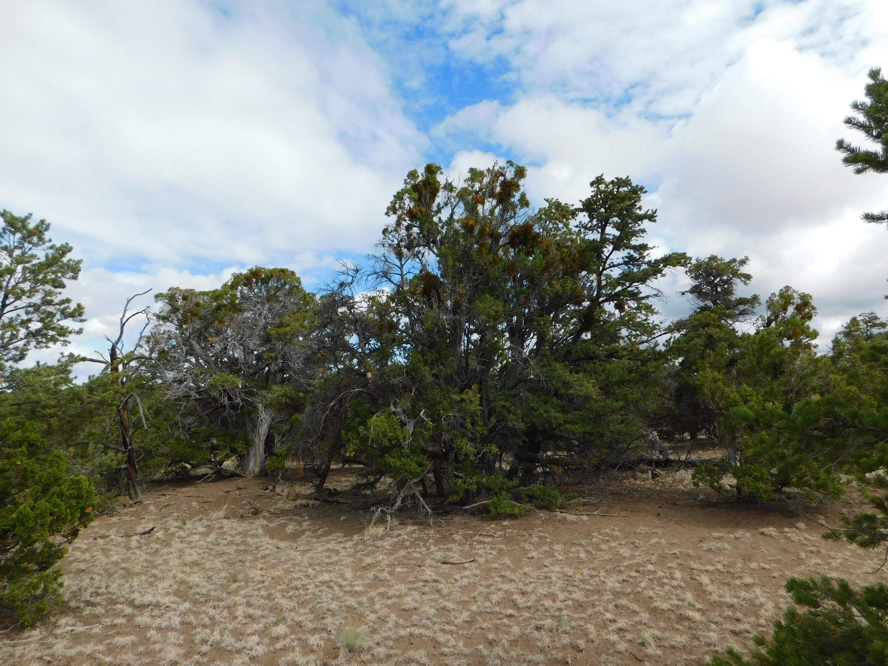 Lot 138 Agua Fria Loop, Quemado, New Mexico image 6