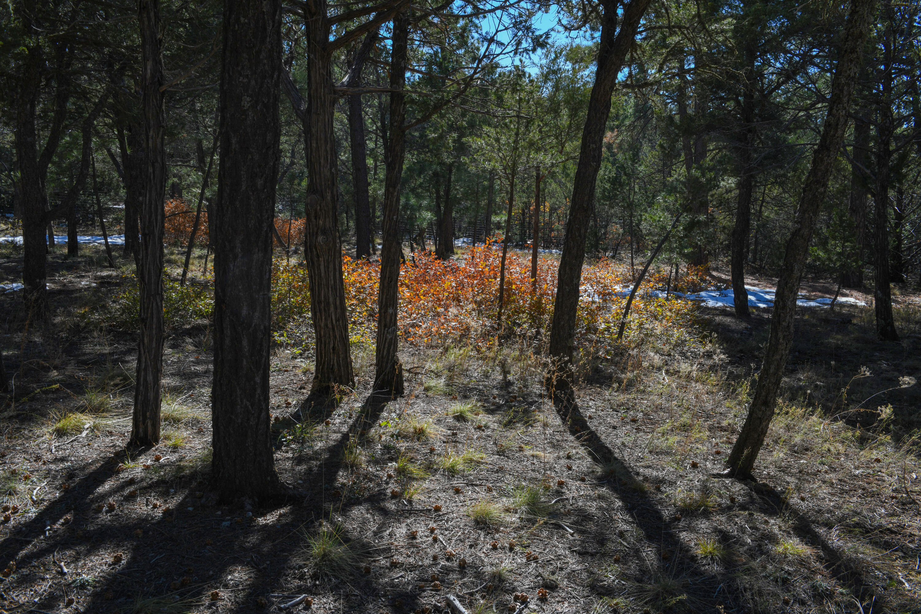 164 Raven Road, Tijeras, New Mexico image 11