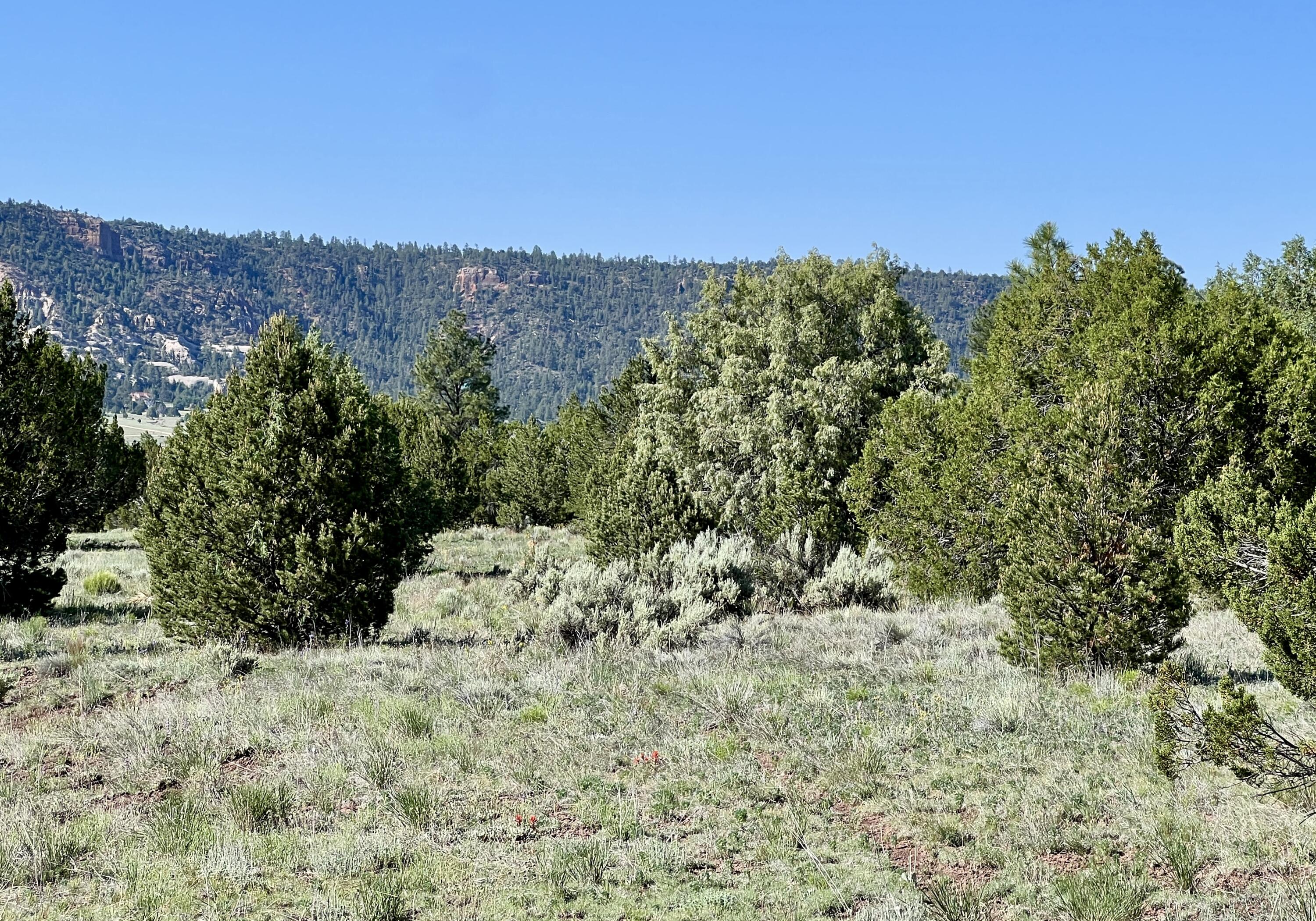 Lot 15 Buttonwood Drive, Ramah, New Mexico image 7