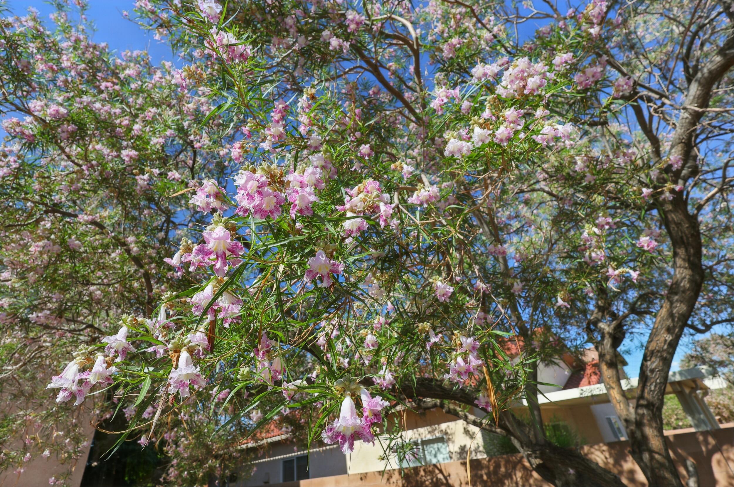 10016 Rio Canon Avenue, Albuquerque, New Mexico image 29