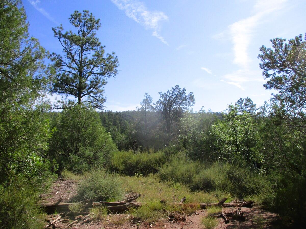 Lots 5 & 6 Black Bear Road, Ramah, New Mexico image 46