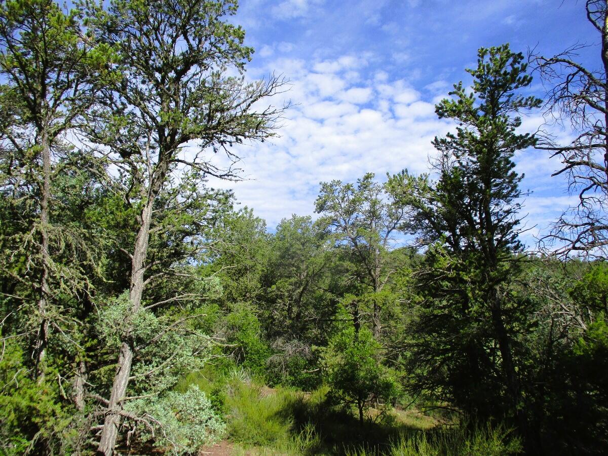 Lots 5 & 6 Black Bear Road, Ramah, New Mexico image 50