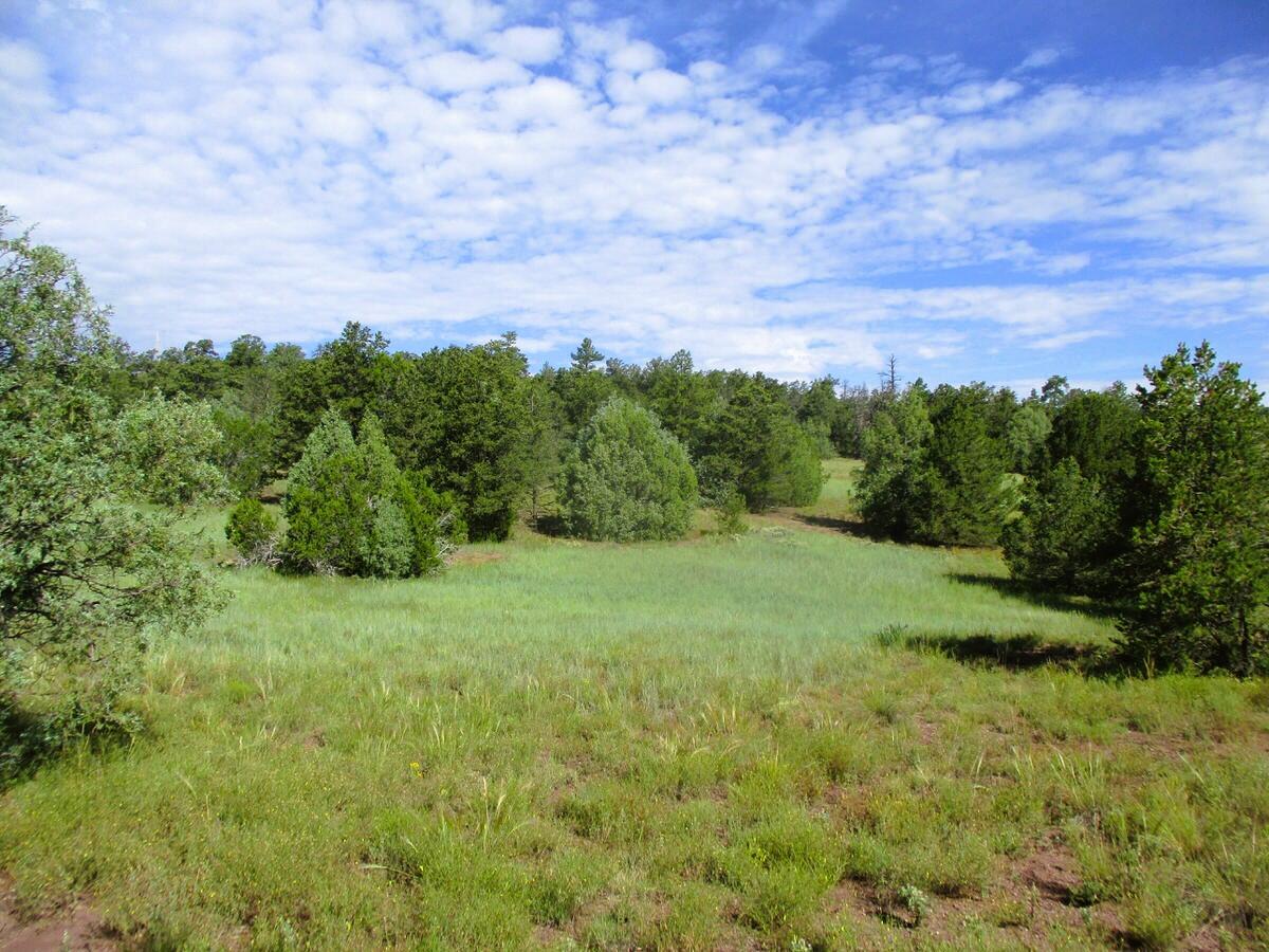 Lots 5 & 6 Black Bear Road, Ramah, New Mexico image 1