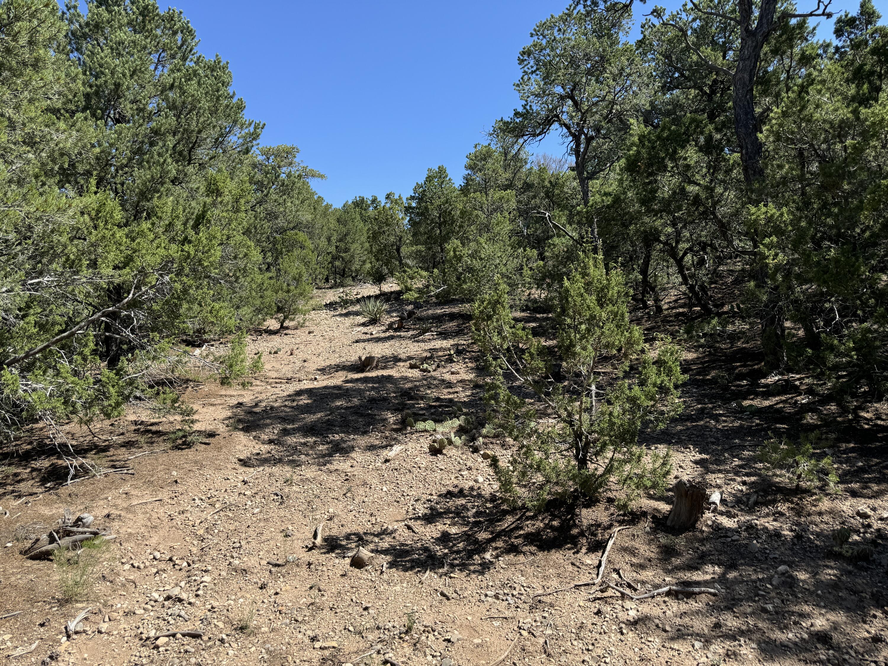 Sedillo Hill Road, Tijeras, New Mexico image 9