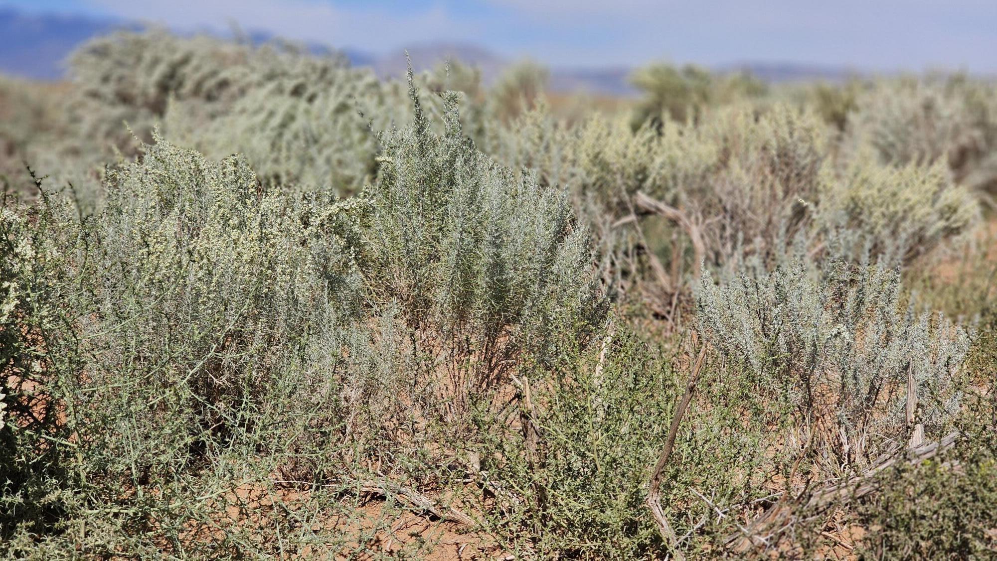 VL Lot: 33 Block: 1028 #N, Rio Communities, New Mexico image 2