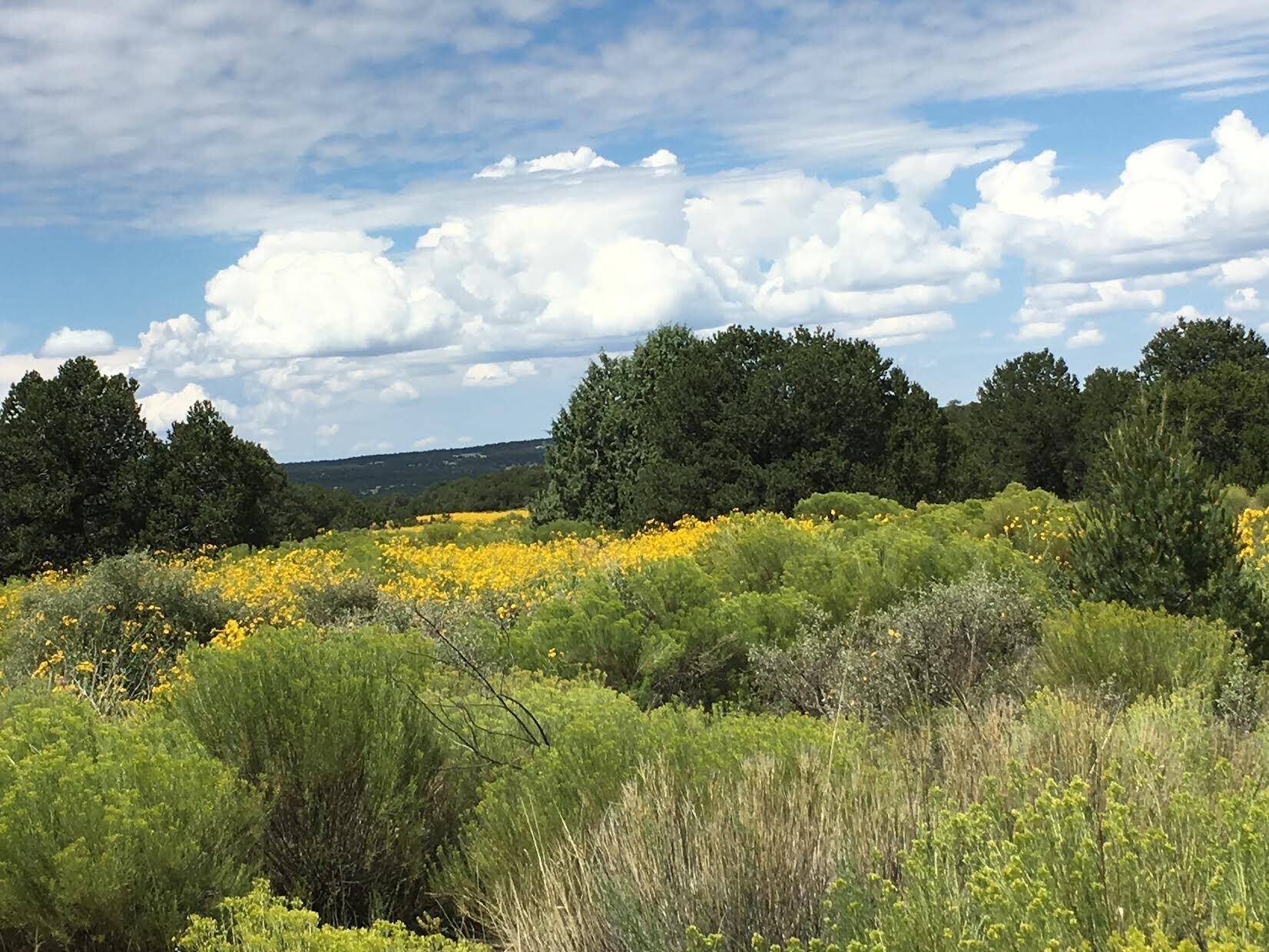 U4 Lot 56 Wild Horse Ranch, Pie Town, New Mexico image 4