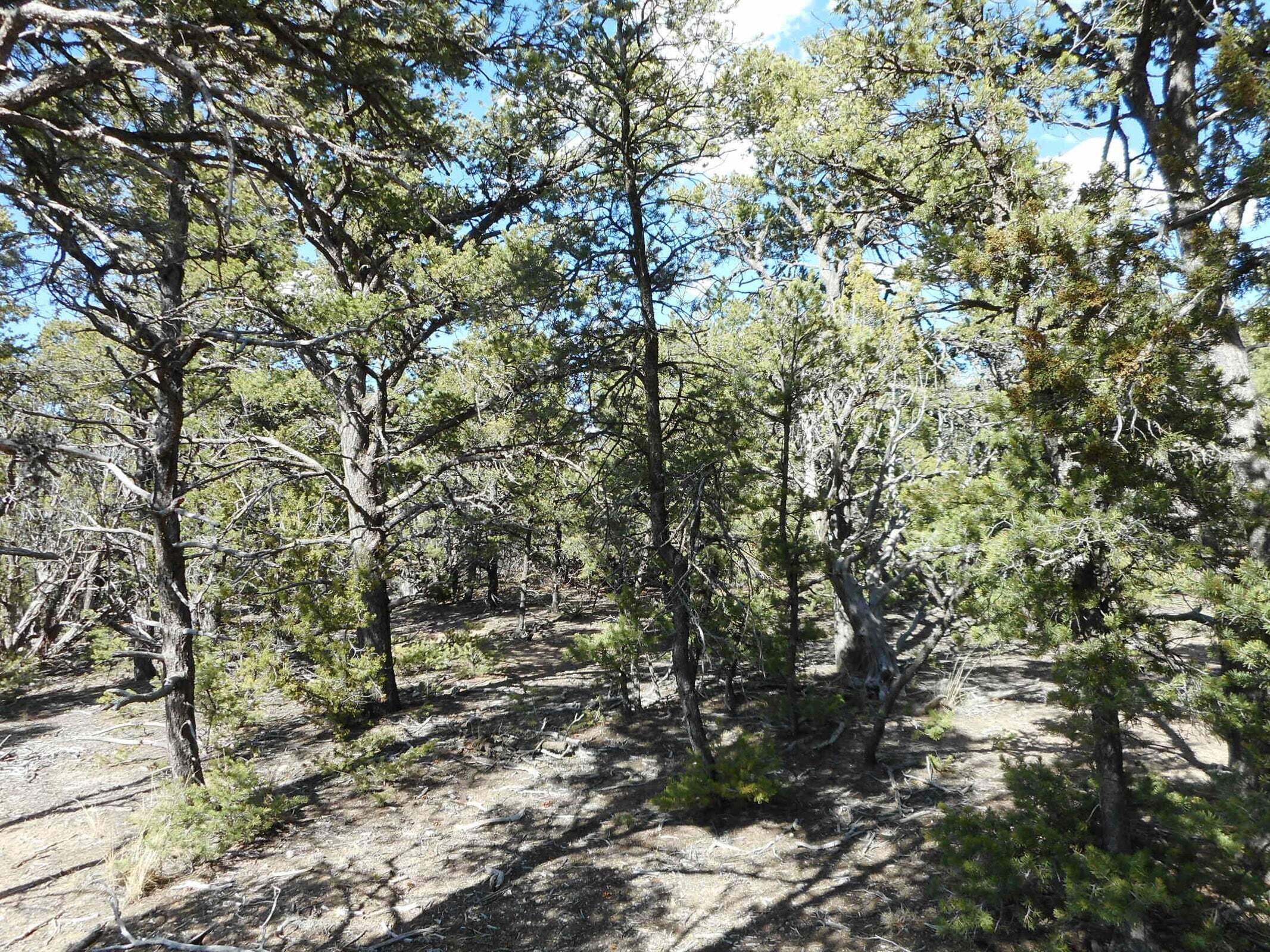 21 Cresta Vista Court, Tijeras, New Mexico image 3