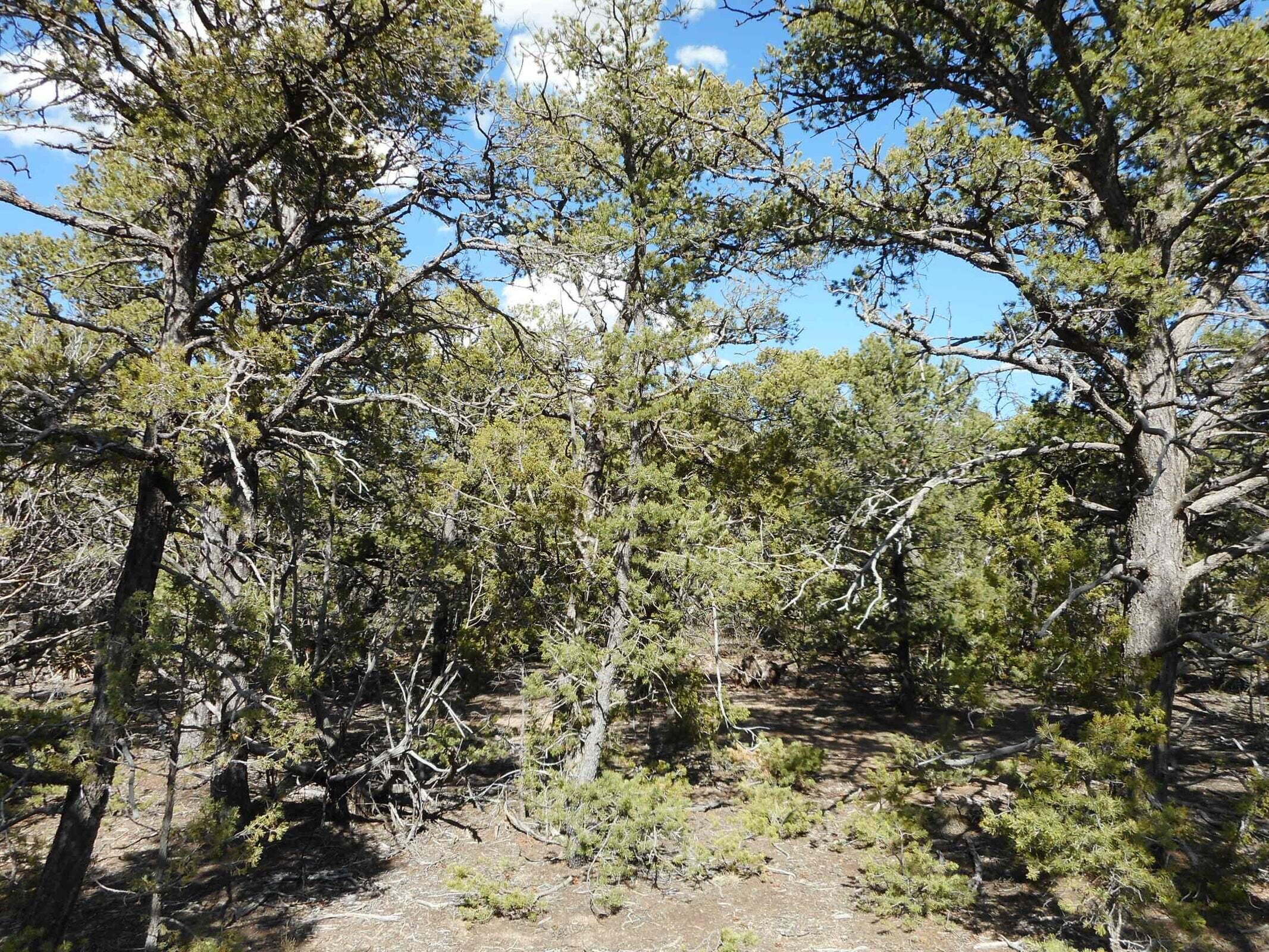 21 Cresta Vista Court, Tijeras, New Mexico image 2