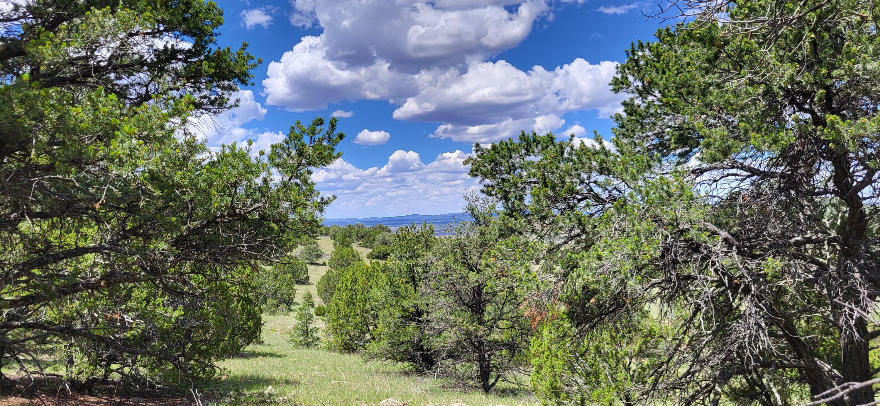 38.9 Acres Dark Canyon, Magdalena, New Mexico image 2